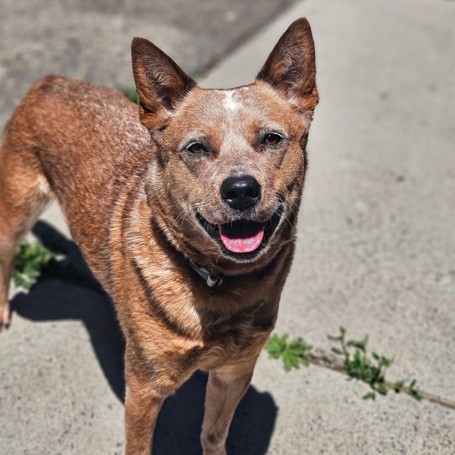 Chula, ADOPTABLE, Adult Female Cattle Dog.