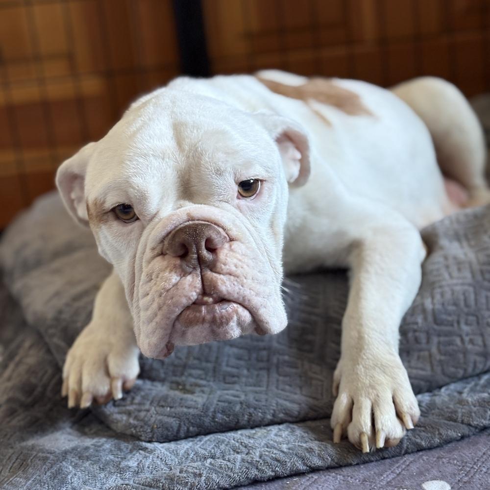 Mama Hazel, Adoptable, Young Female American Bulldog.
