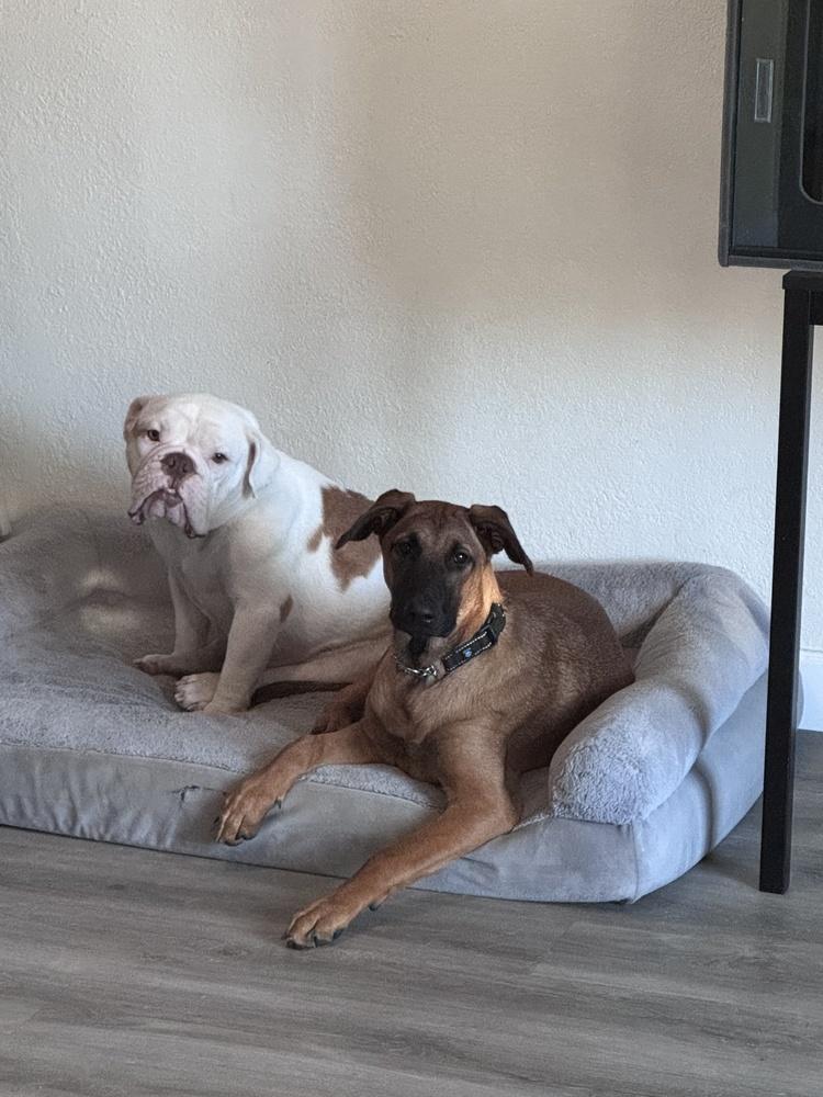 Enlarge Mama Hazel, a Adoptable mixed breed in Pleasant Hill, CA image 2/6