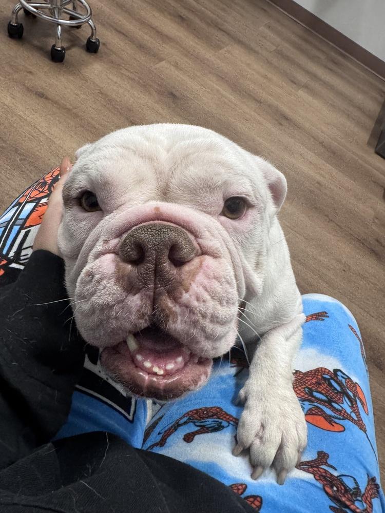 Enlarge Mama Hazel, a Adoptable mixed breed in Pleasant Hill, CA image 3/6