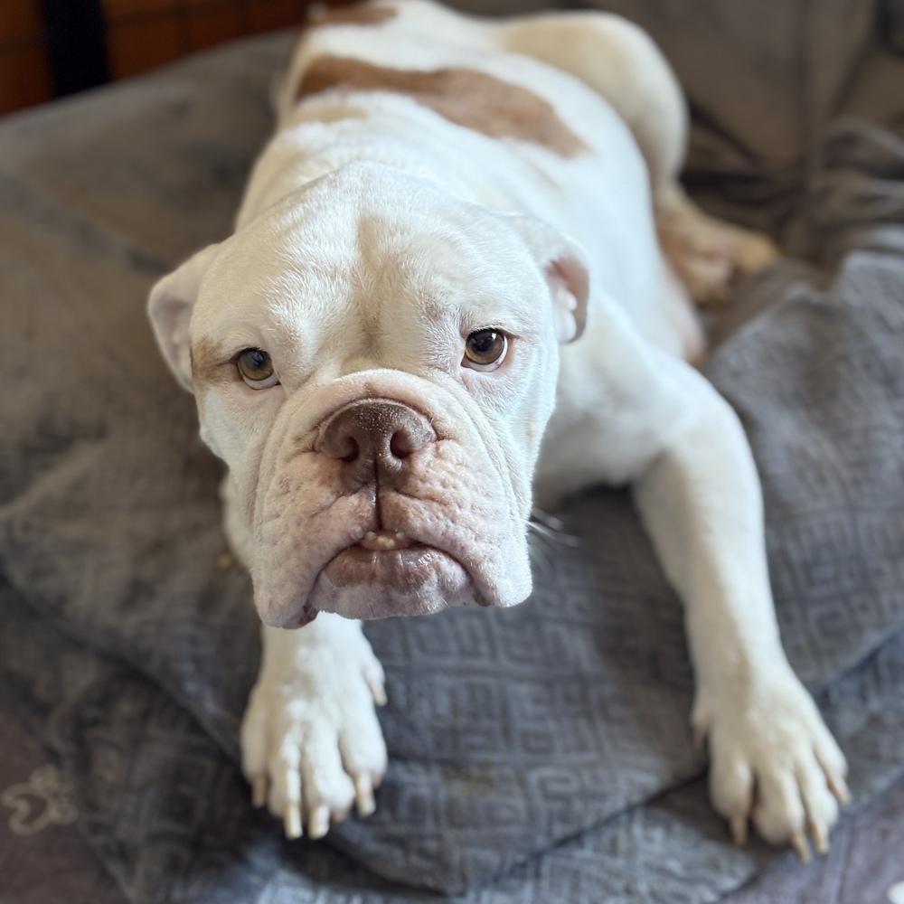 Enlarge Mama Hazel, a Adoptable mixed breed in Pleasant Hill, CA image 4/6