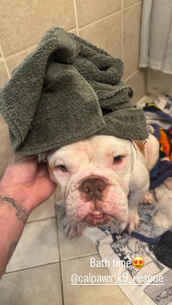 Enlarge Mama Hazel, a Adoptable mixed breed in Pleasant Hill, CA image 5/6