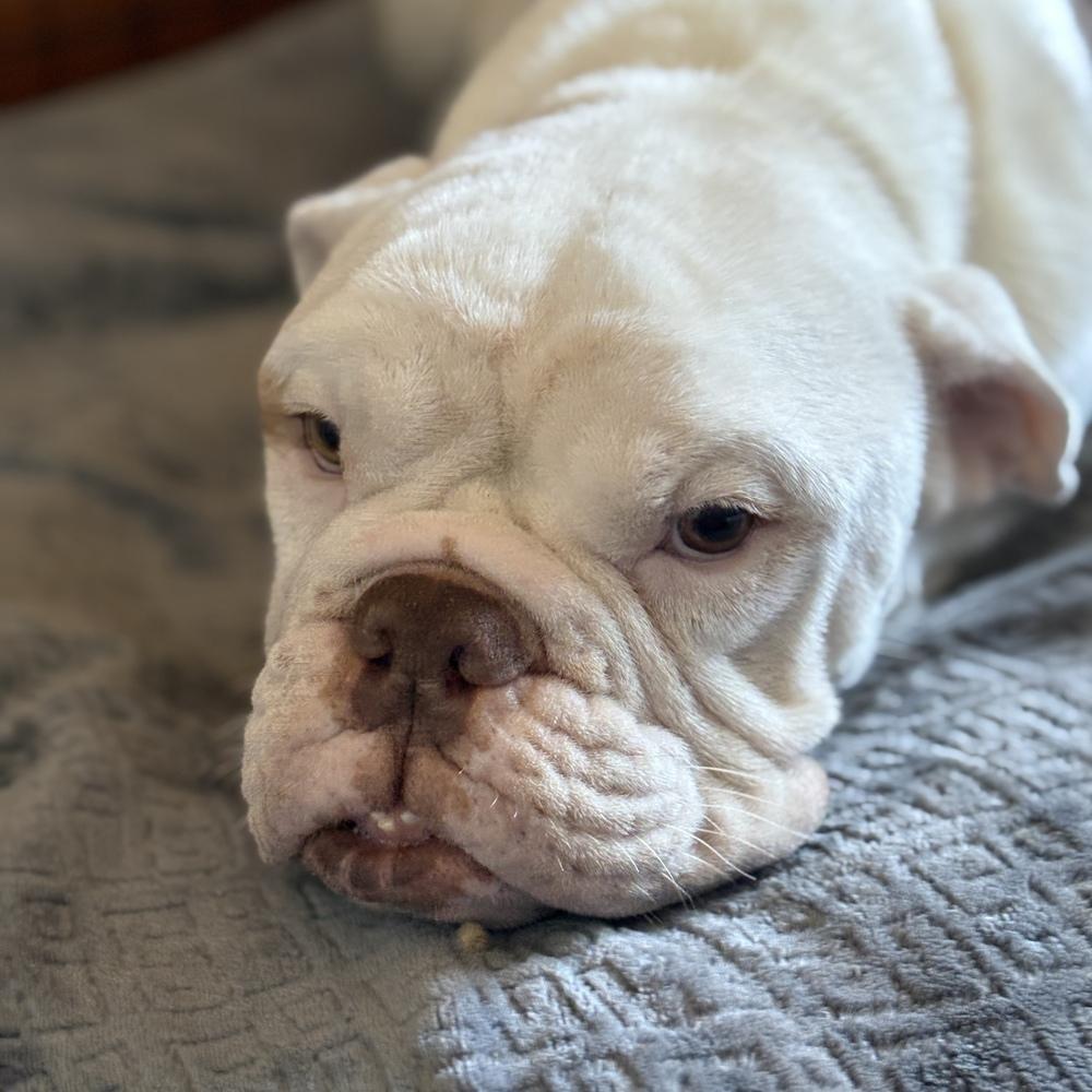 Enlarge Mama Hazel, a Adoptable mixed breed in Pleasant Hill, CA image 6/6