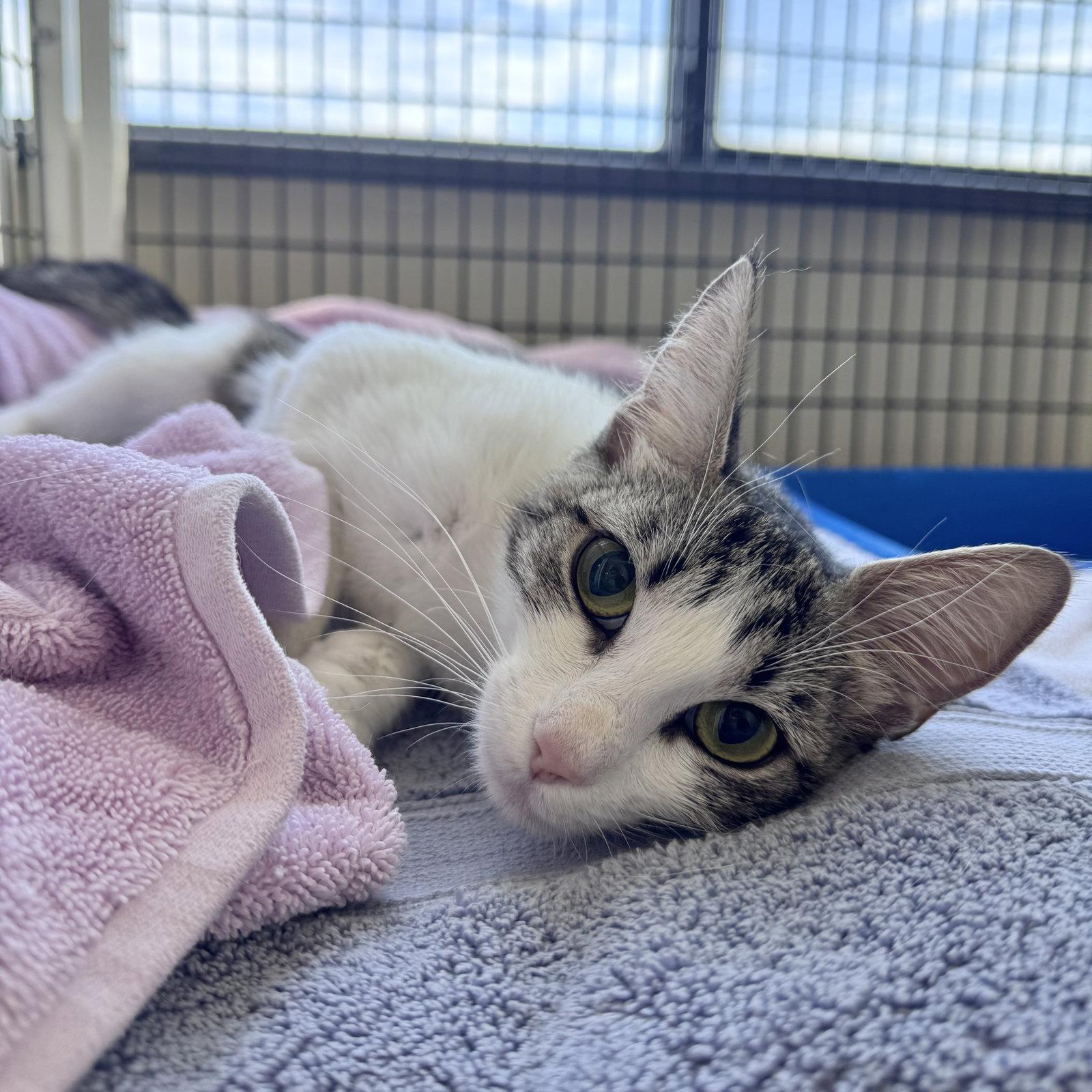 Enlarge Catalina, a Adopted Domestic Short Hair in Burlingame, CA image 1/1
