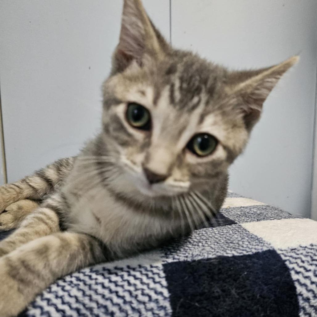 Aspen, Adoptable, Young Male Domestic Short Hair.