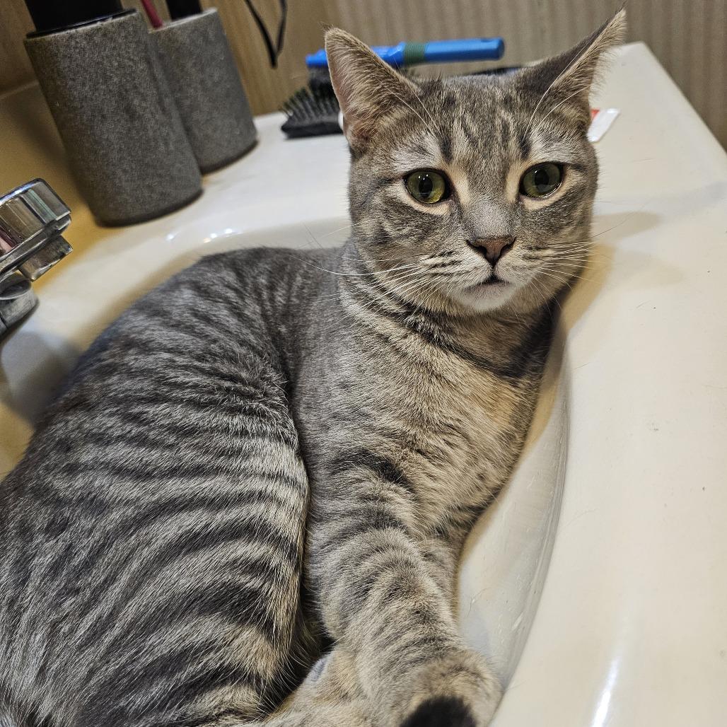 Enlarge Aspen, a Adoptable Domestic Short Hair in Danville, IL image 2/3