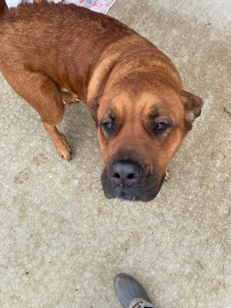 Autumn, Adoptable, Young Female Mixed Breed.