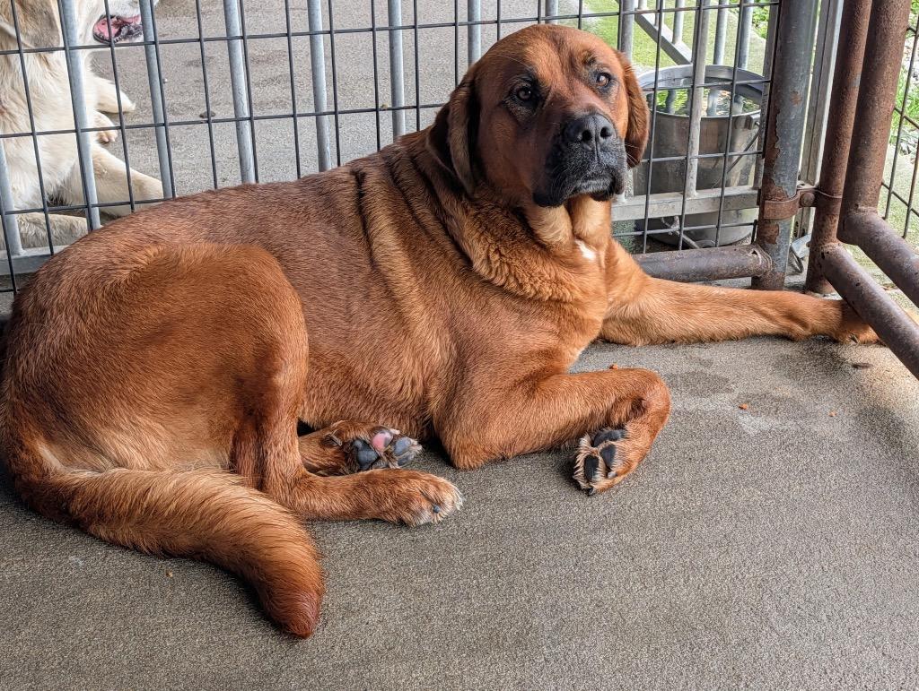 Enlarge Autumn, a Adoptable mixed breed in Shelbyville, TN image 2/6