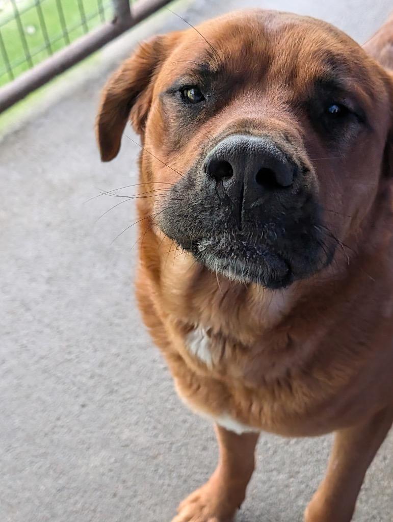 Enlarge Autumn, a Adoptable mixed breed in Shelbyville, TN image 4/6