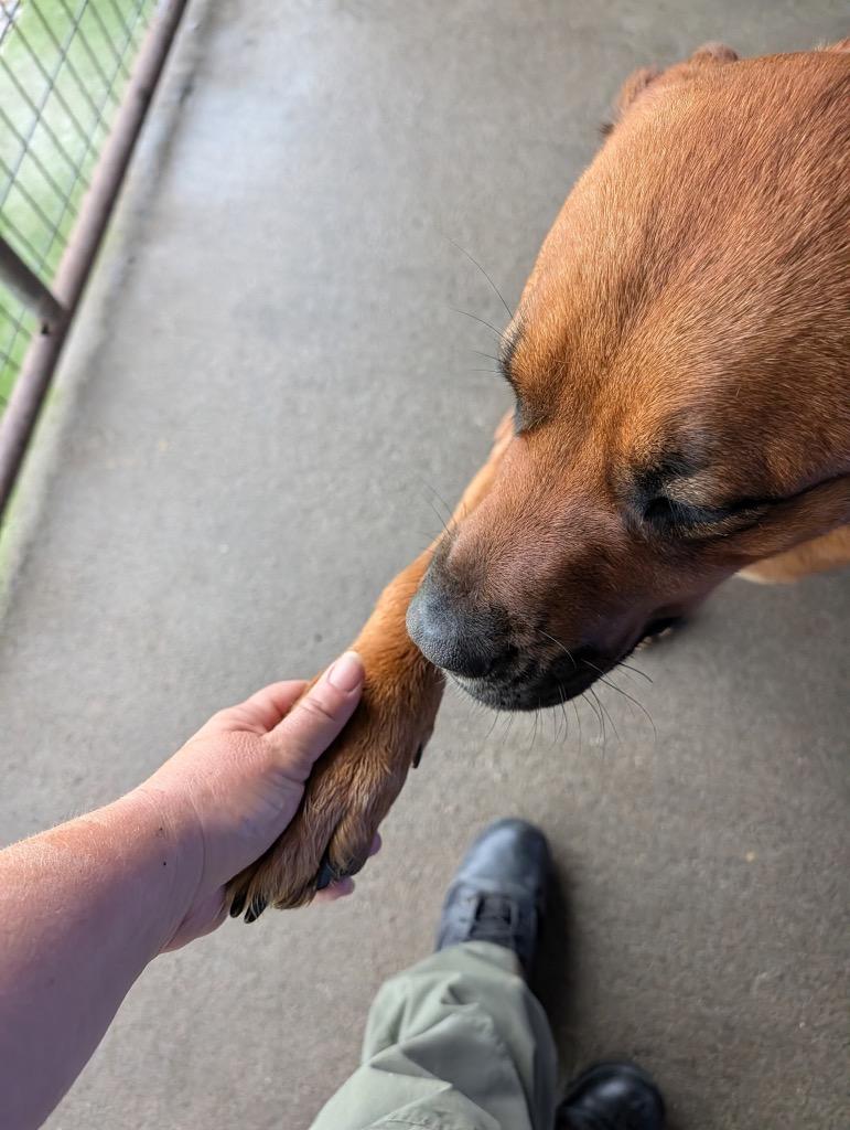 Enlarge Autumn, a Adoptable mixed breed in Shelbyville, TN image 5/6