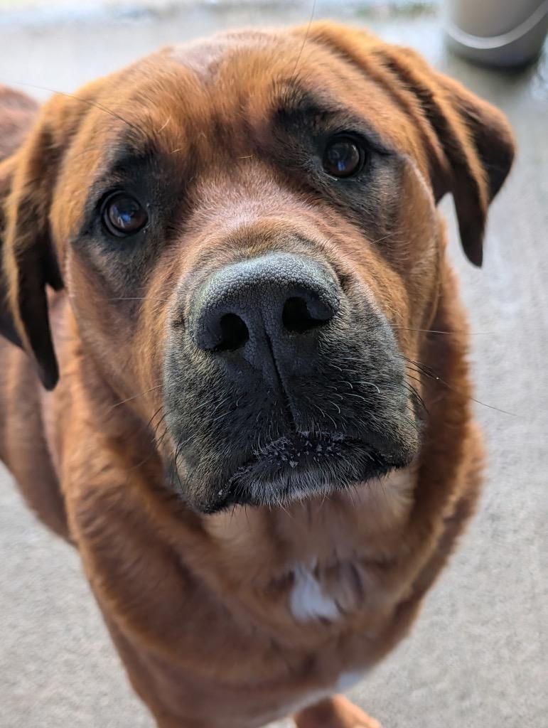 Enlarge Autumn, a Adoptable mixed breed in Shelbyville, TN image 6/6