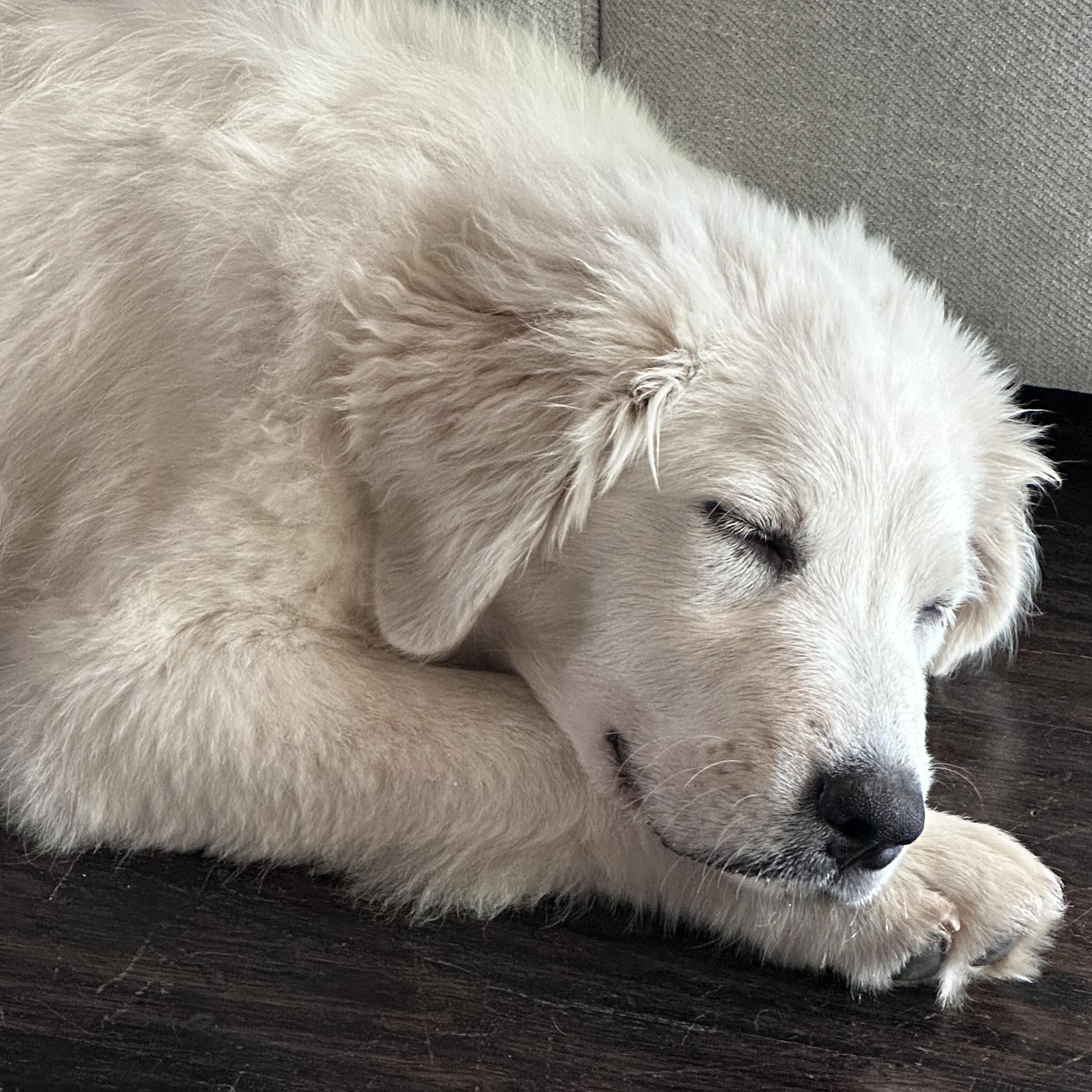 Enlarge Sadie, an adopted mixed breed in Tumwater, WA image 5/6