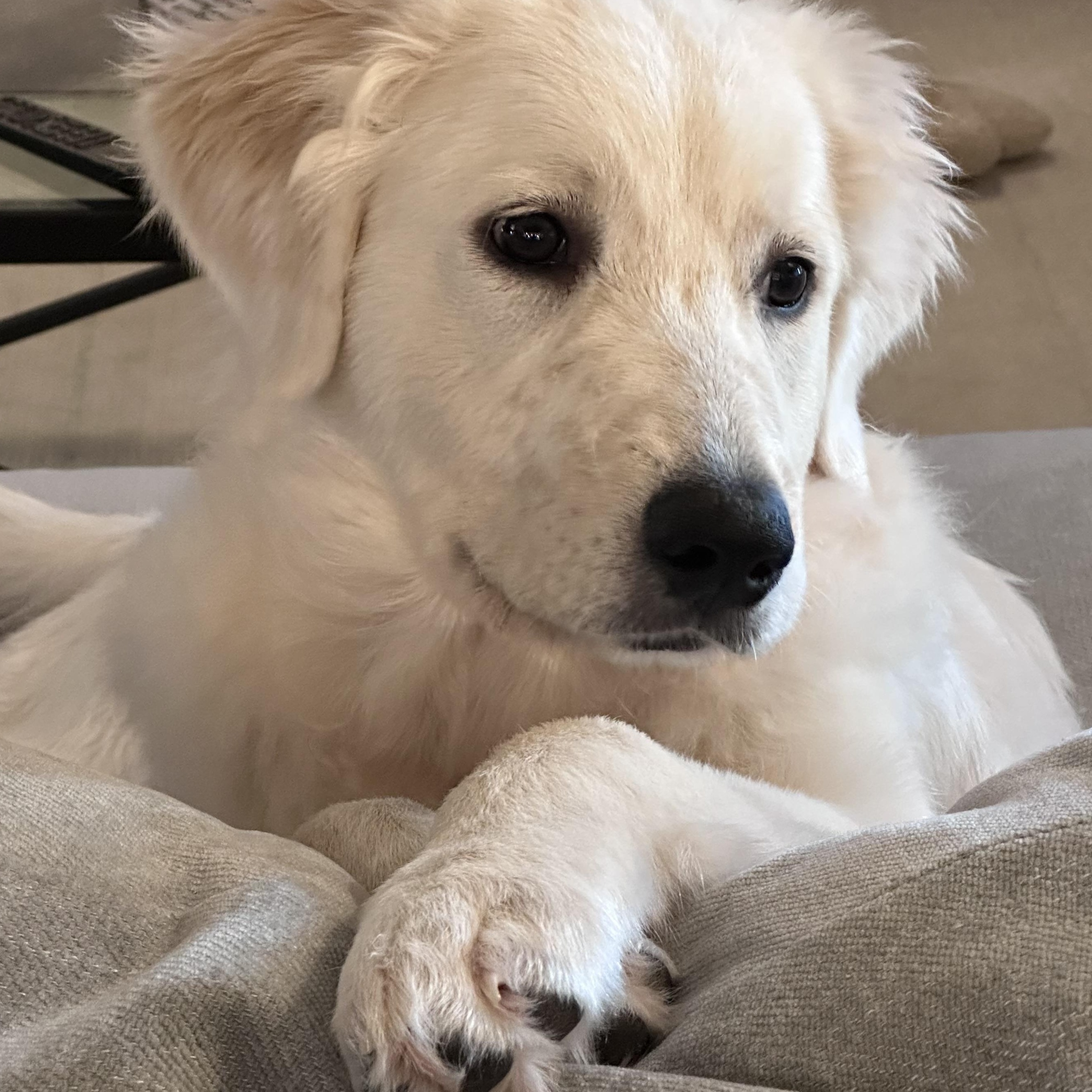 Sadie, adopted, Puppy Female Great Pyrenees.