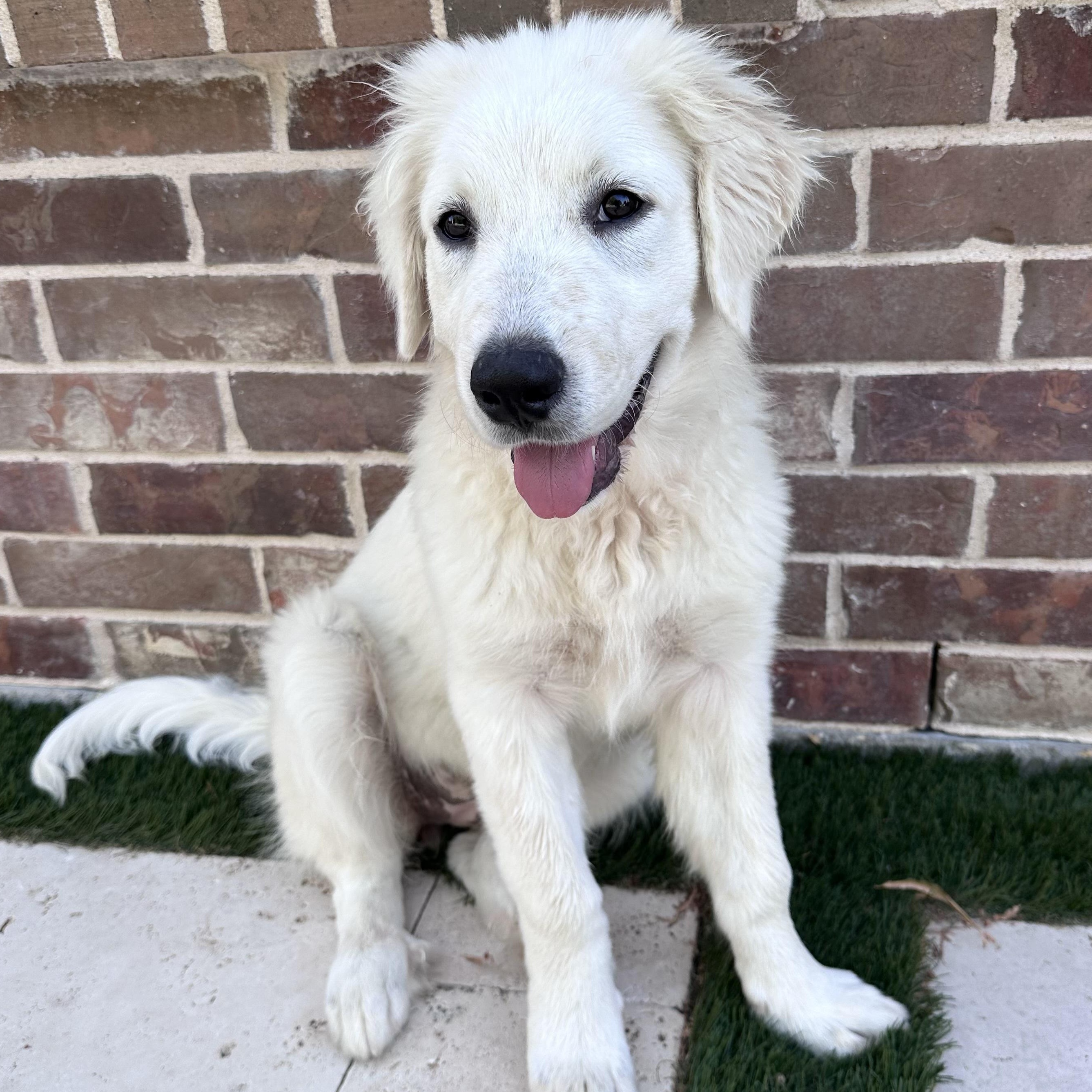Enlarge Sadie, an adopted mixed breed in Tumwater, WA image 2/6