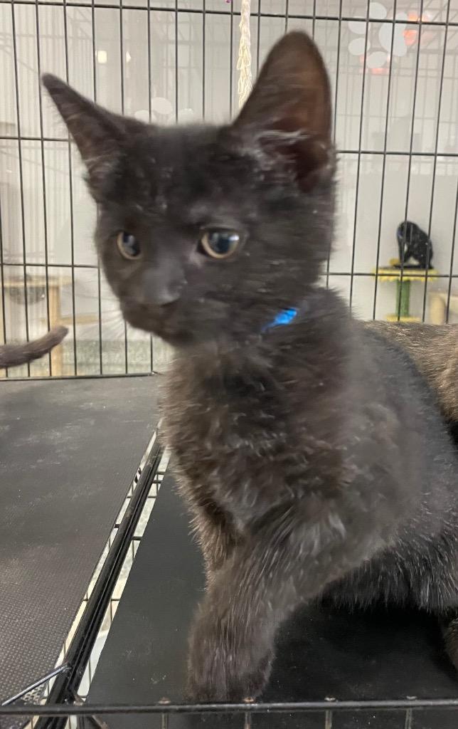 Dennis, Adoptable, Kitten Male Domestic Short Hair.