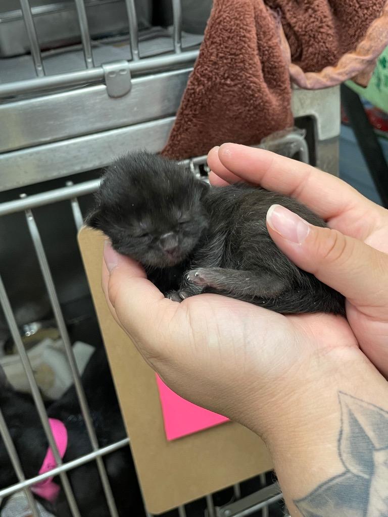 Enlarge Dennis, a Adoptable mixed breed in Angola, IN image 2/2