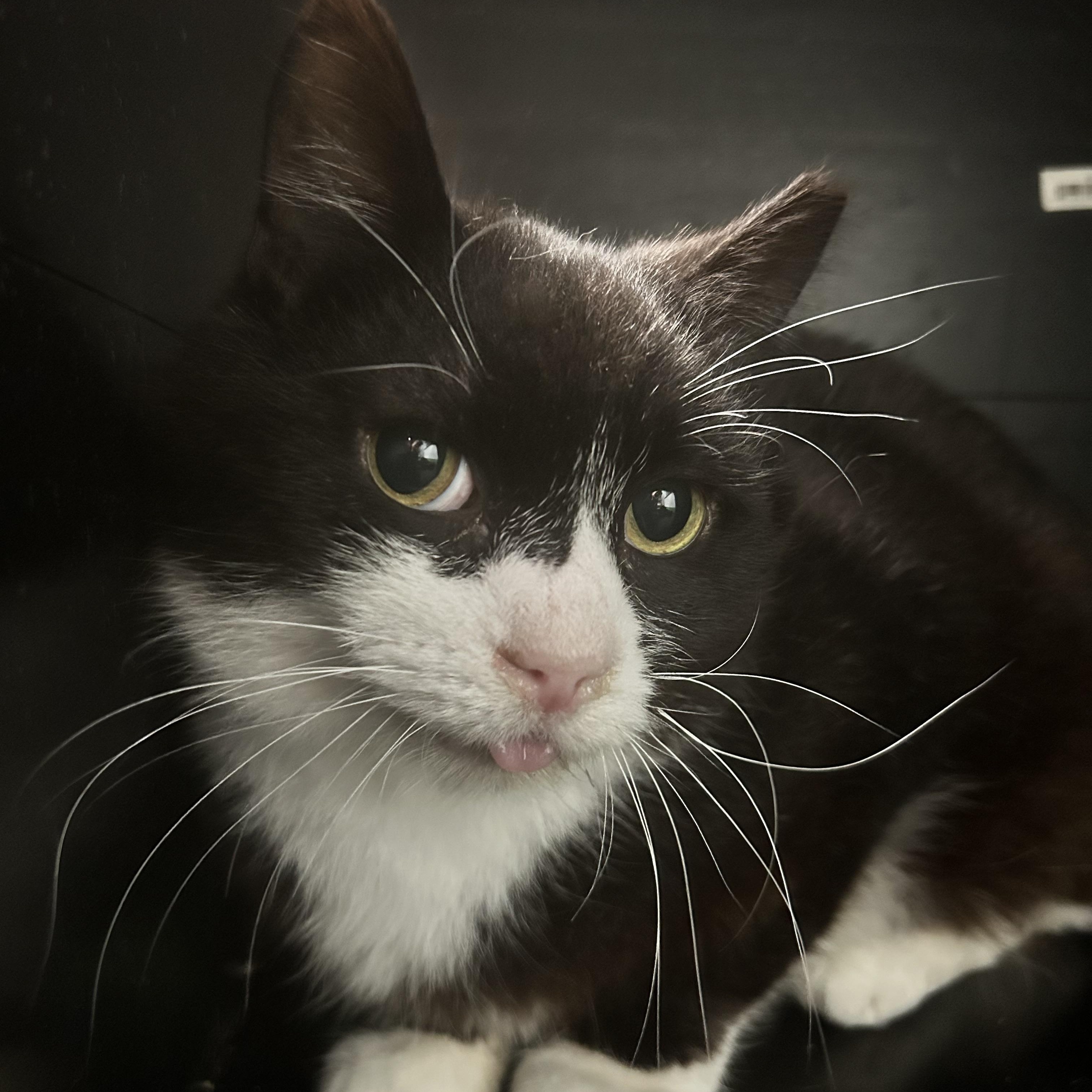 Roosevelt, Adoptable, Adult Male Domestic Short Hair.