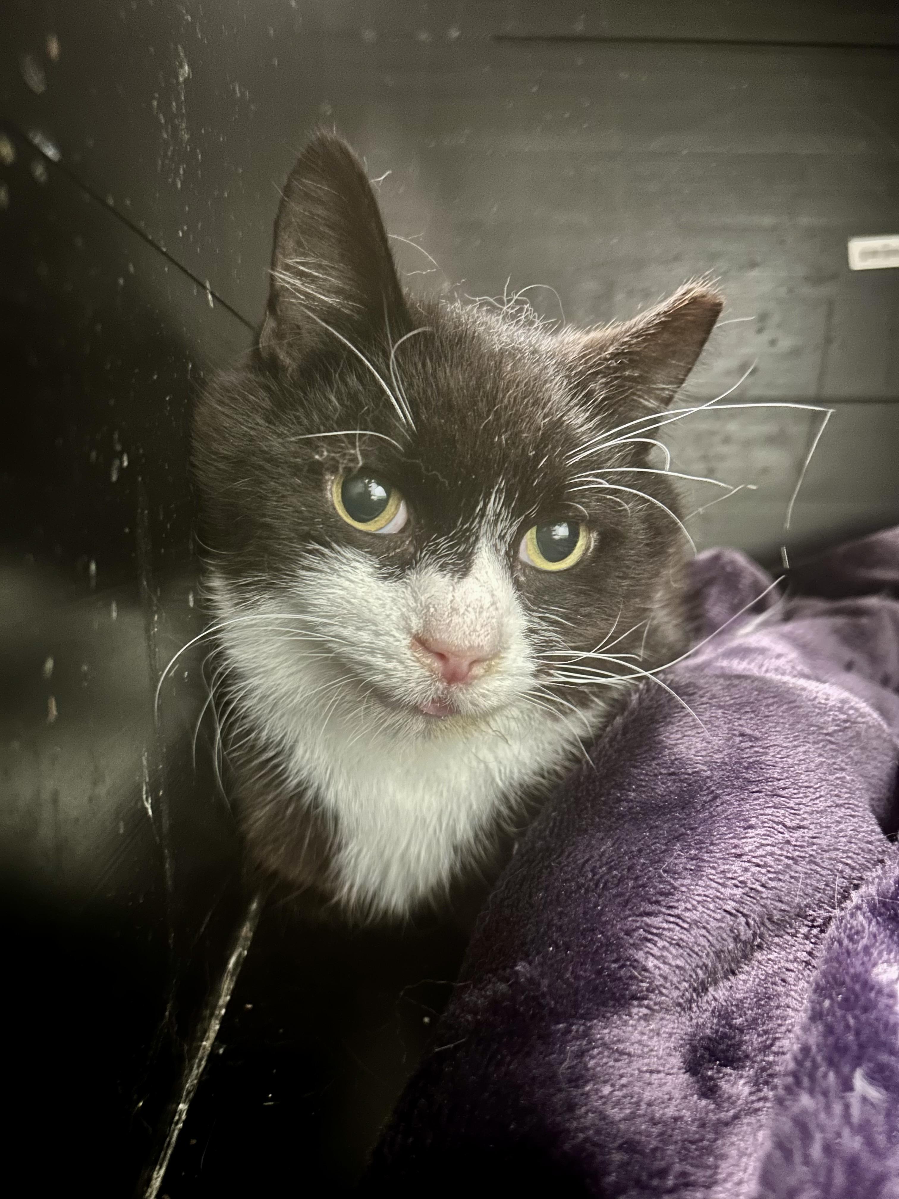 Enlarge Roosevelt, a Adoptable Domestic Short Hair in Grand Rapids, MI image 4/6