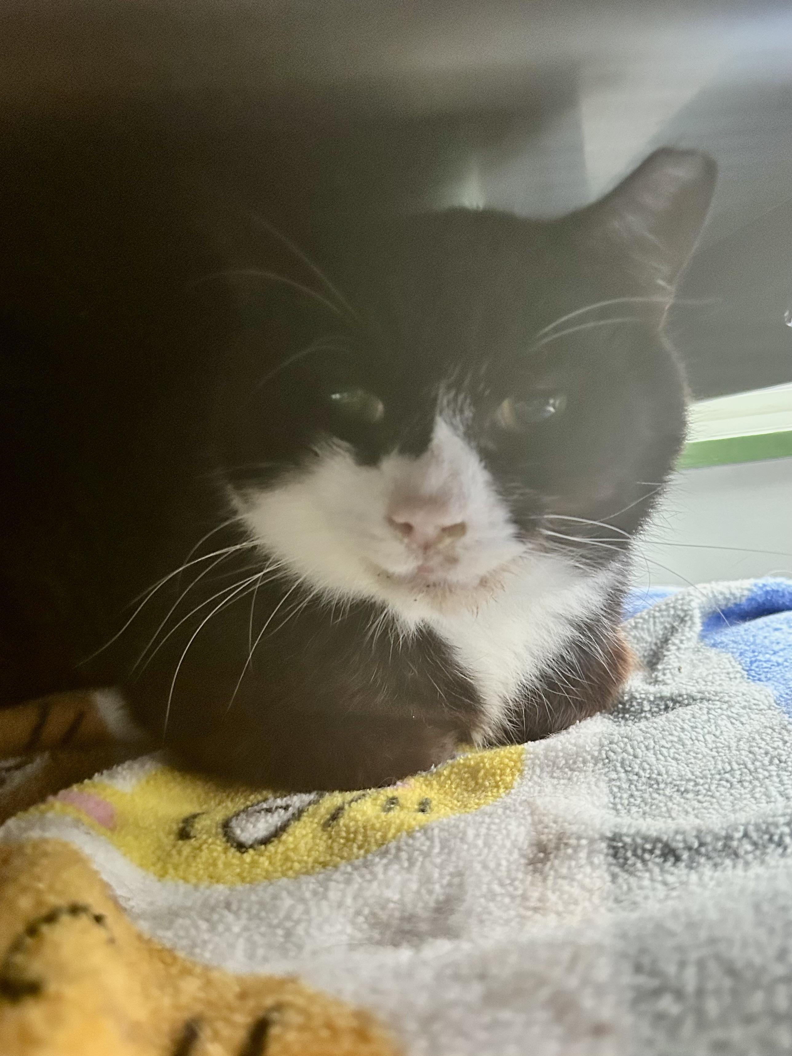 Enlarge Roosevelt, an adoptable Domestic Short Hair in Grand Rapids, MI image 6/6