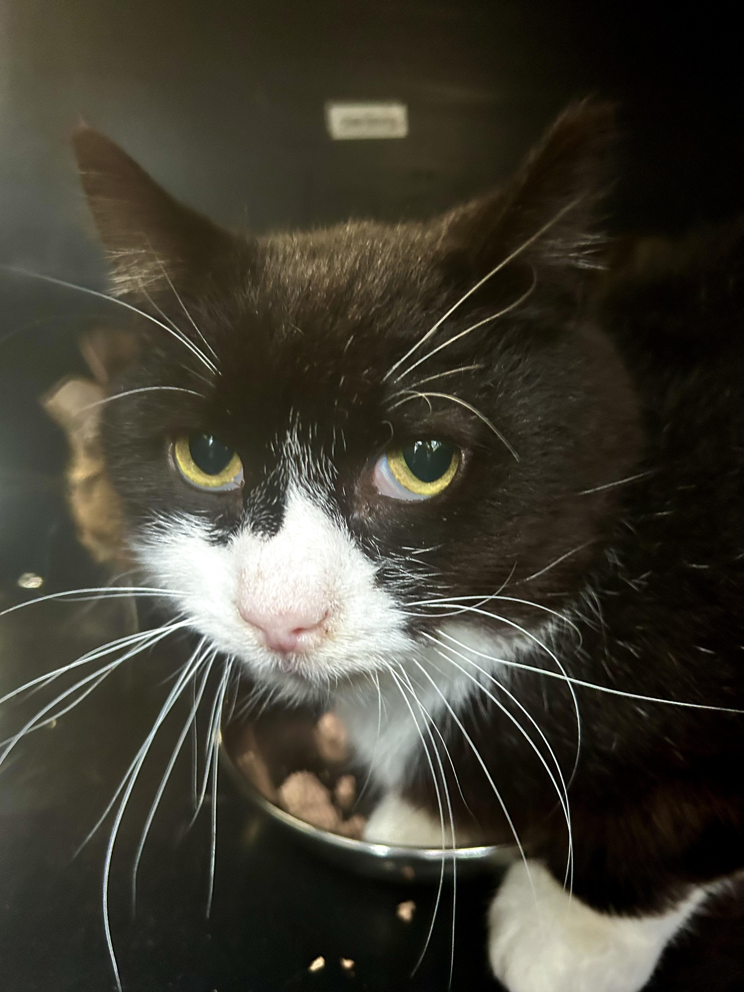 Enlarge Roosevelt, a Adoptable Domestic Short Hair in Grand Rapids, MI image 2/6