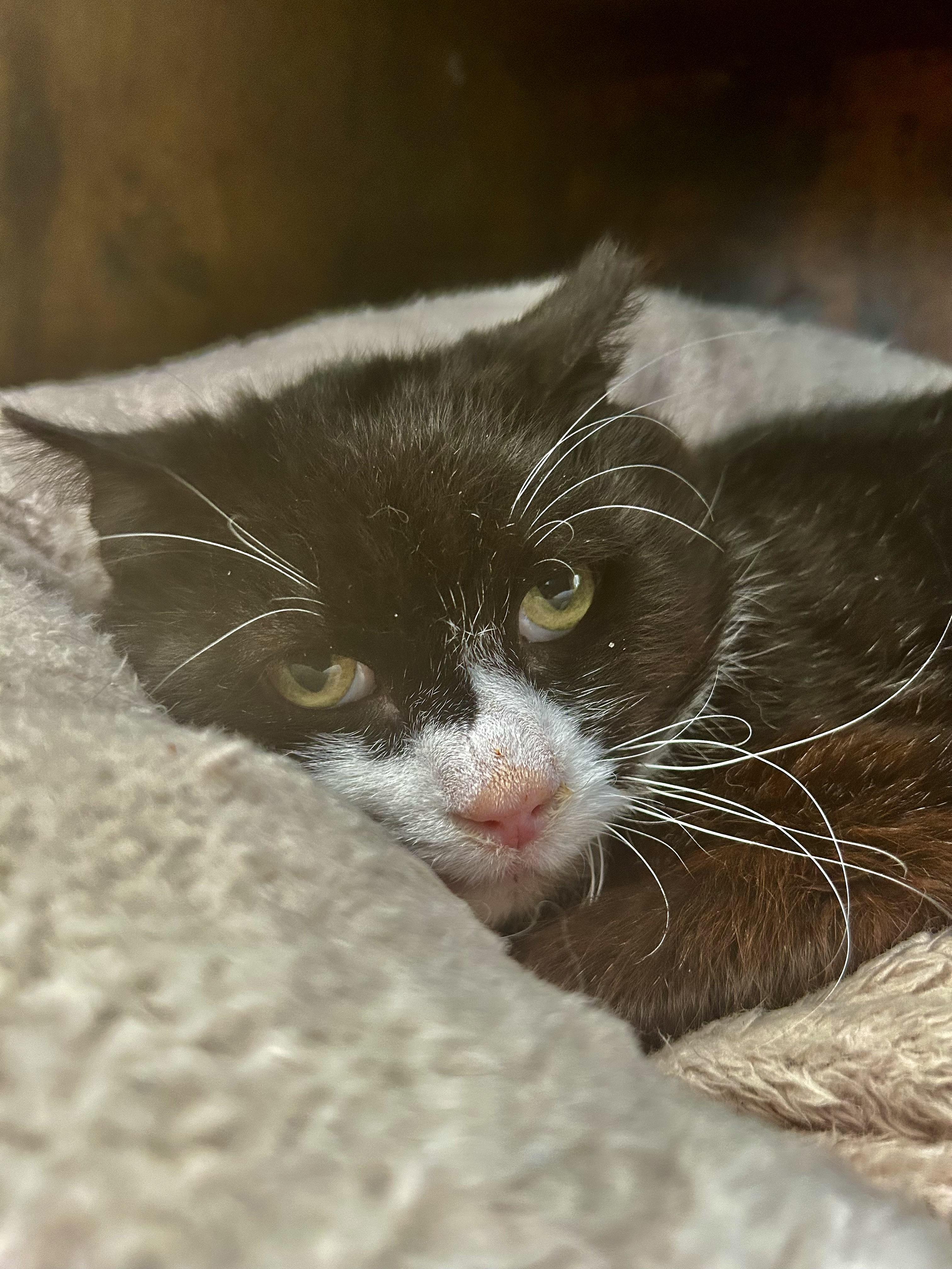 Enlarge Roosevelt, a Adoptable Domestic Short Hair in Grand Rapids, MI image 5/6