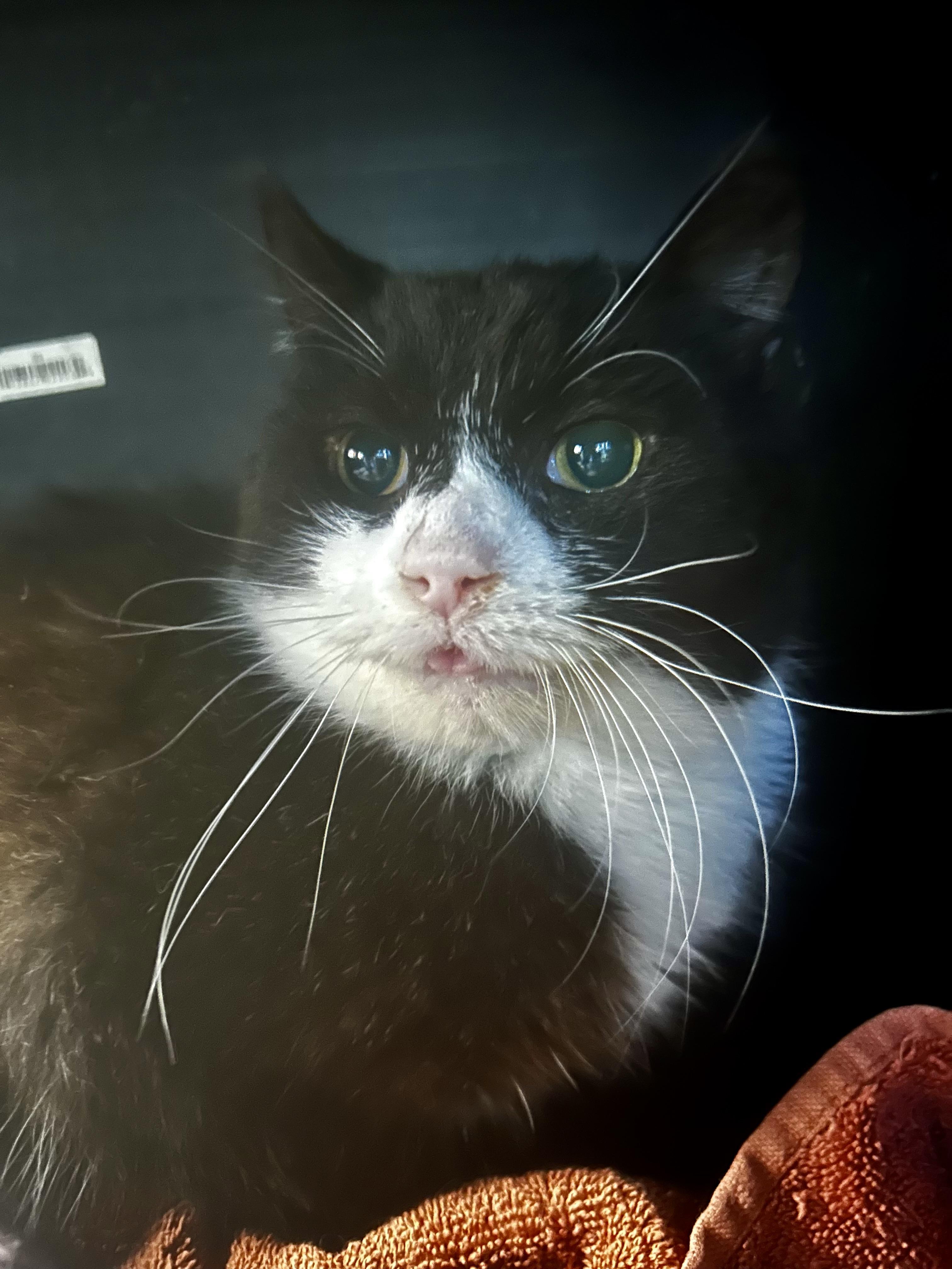 Enlarge Roosevelt, a Adoptable Domestic Short Hair in Grand Rapids, MI image 3/6