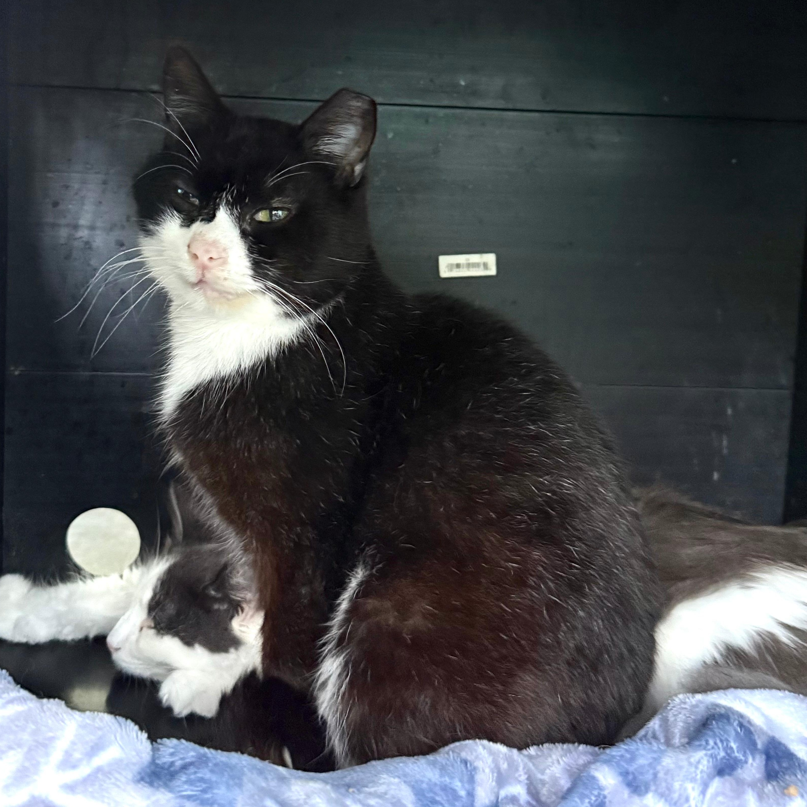 Enlarge Roosevelt, an adoptable Domestic Short Hair in Grand Rapids, MI image 2/6