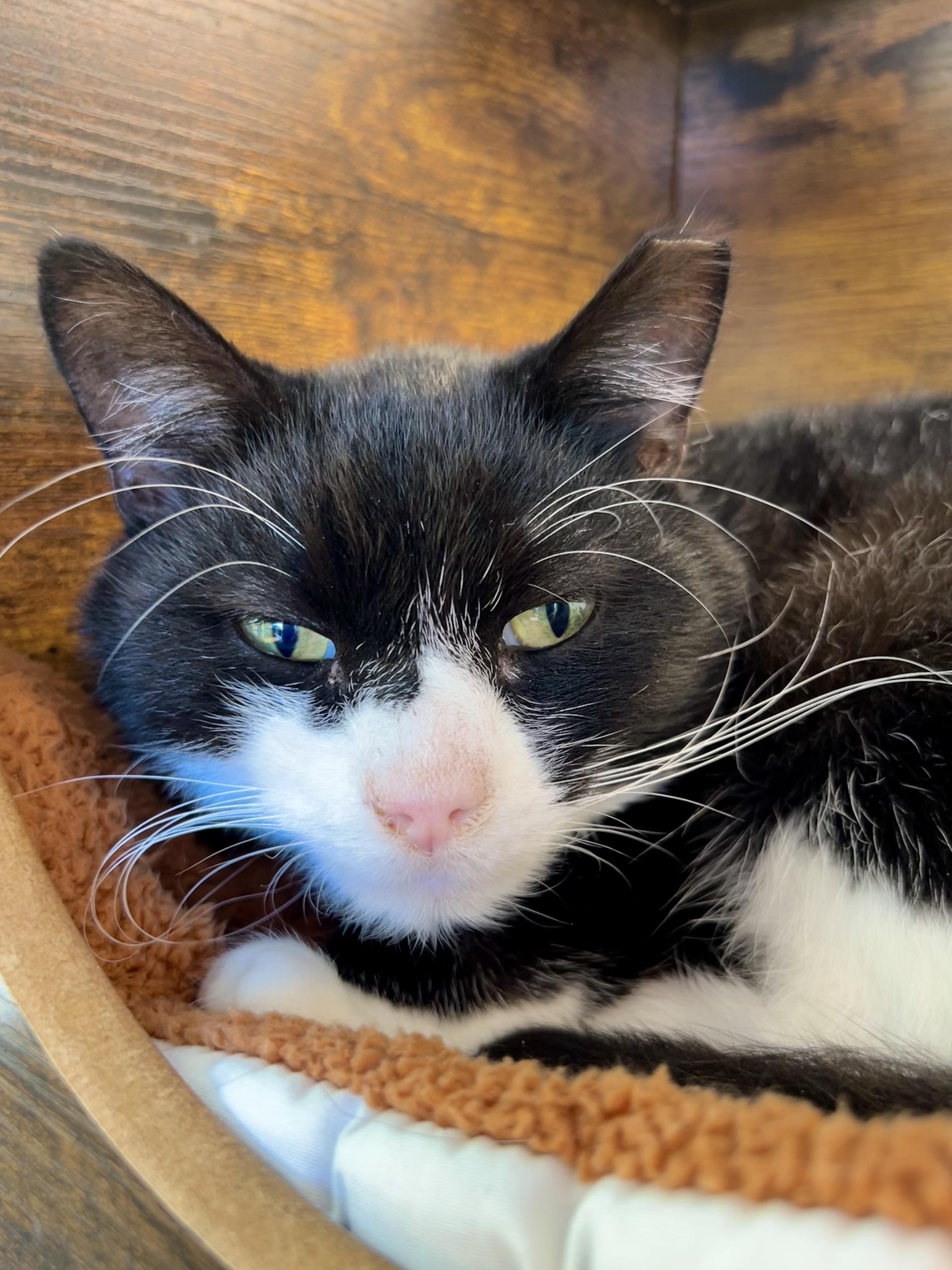 Roosevelt, Adoptable, Adult Male Domestic Short Hair.