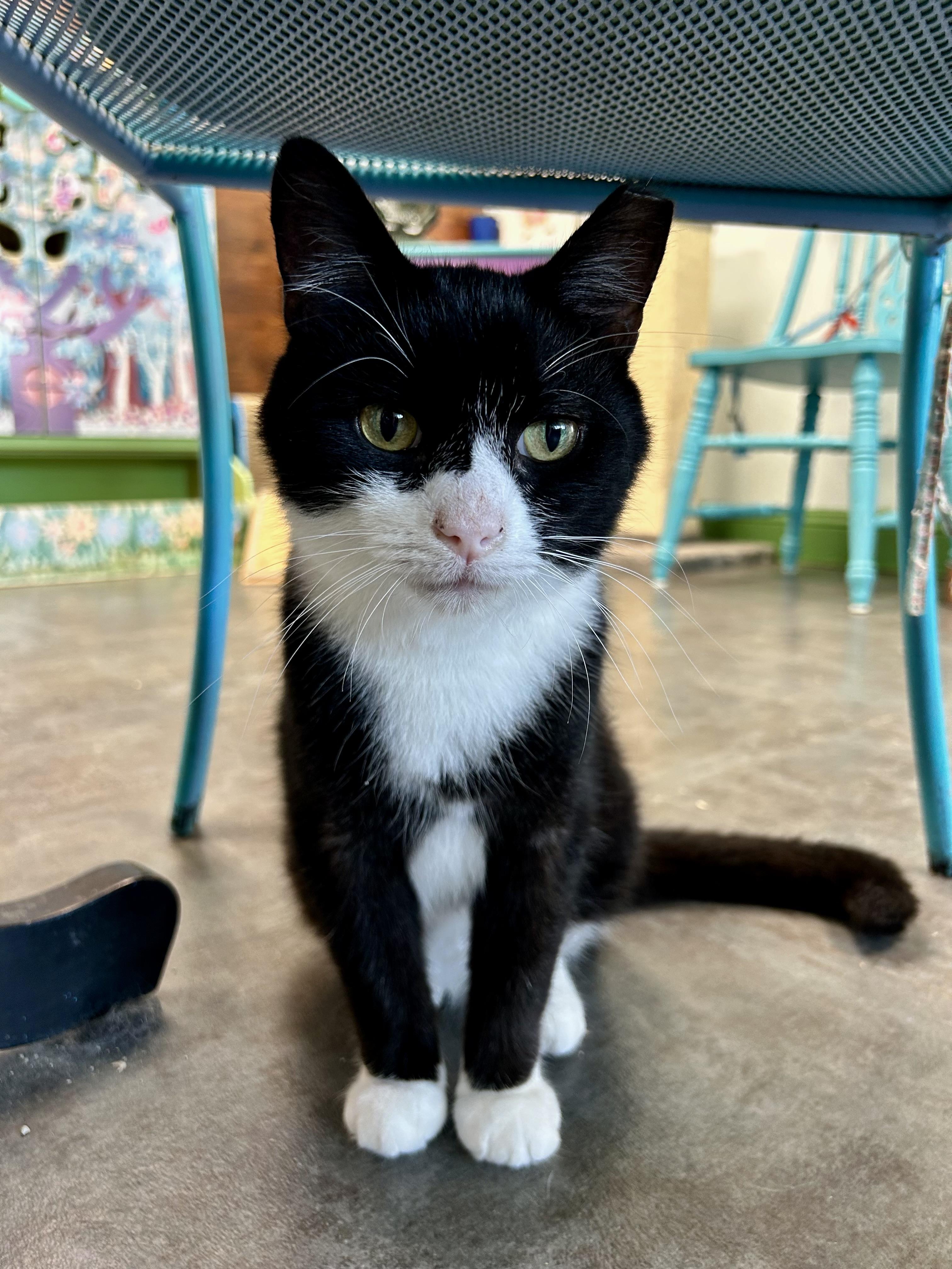Enlarge Roosevelt, an adoptable Domestic Short Hair in Grand Rapids, MI image 1/6