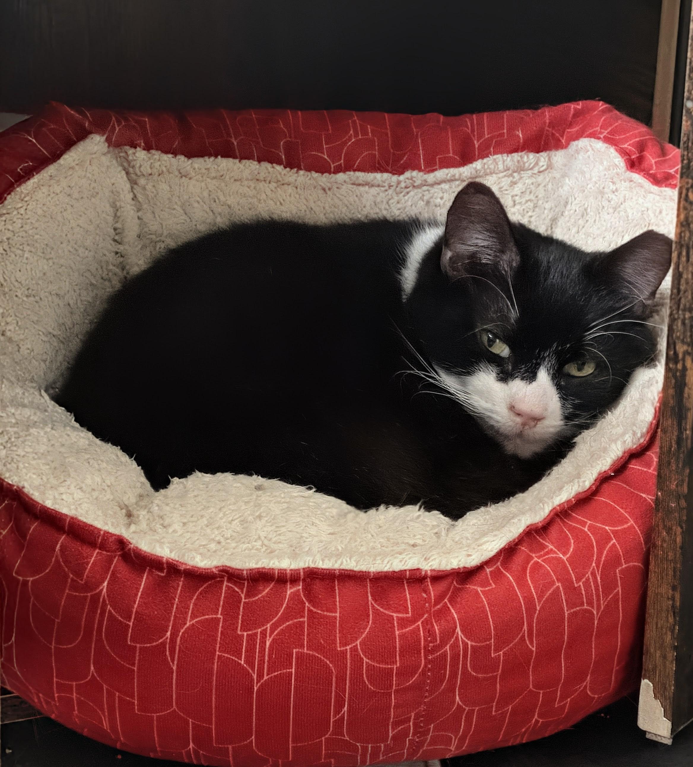 Enlarge Roosevelt, an adoptable Domestic Short Hair in Grand Rapids, MI image 1/6