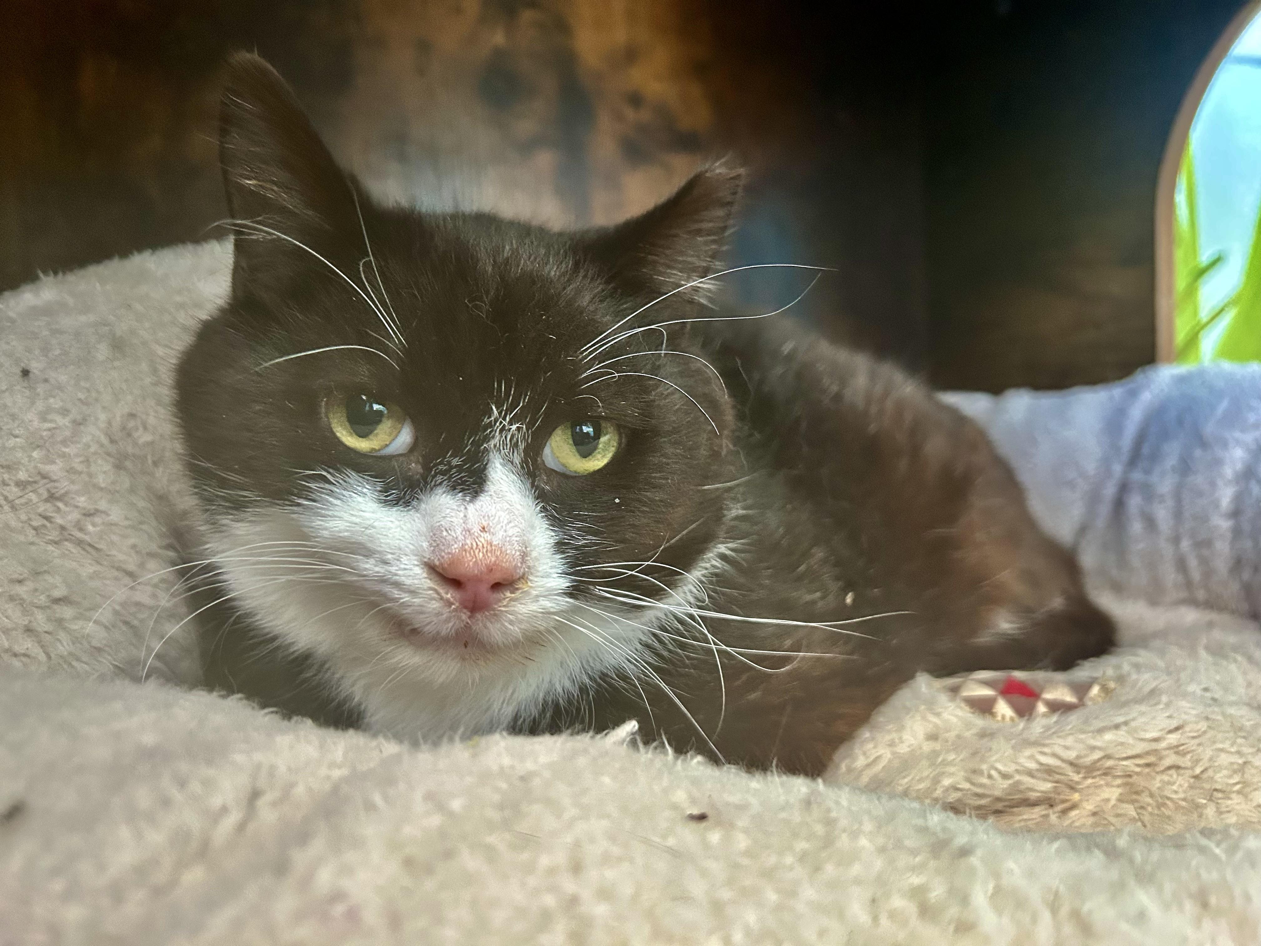 Enlarge Roosevelt, a Adoptable Domestic Short Hair in Grand Rapids, MI image 6/6