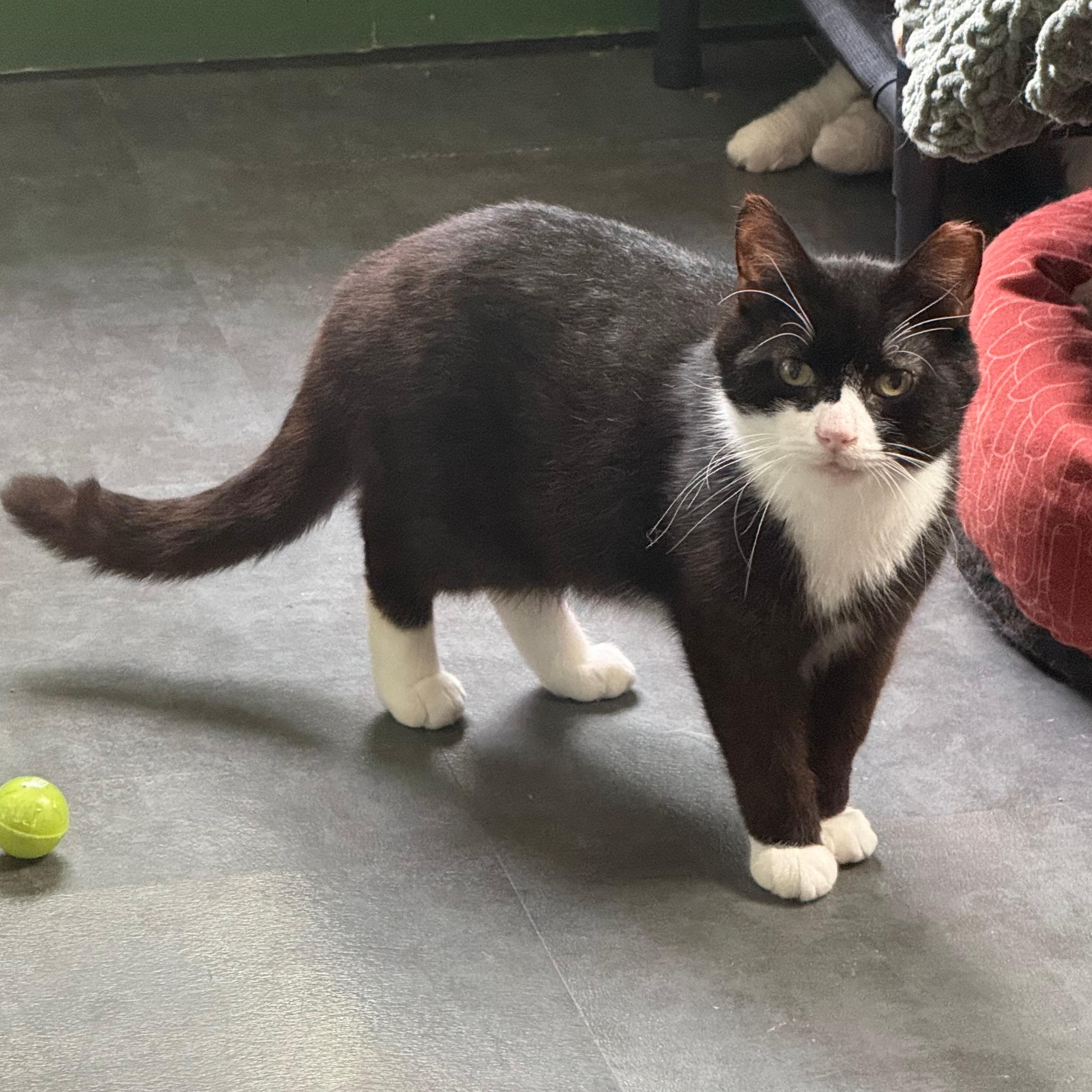 Roosevelt, adoptable, Adult Male Domestic Short Hair.