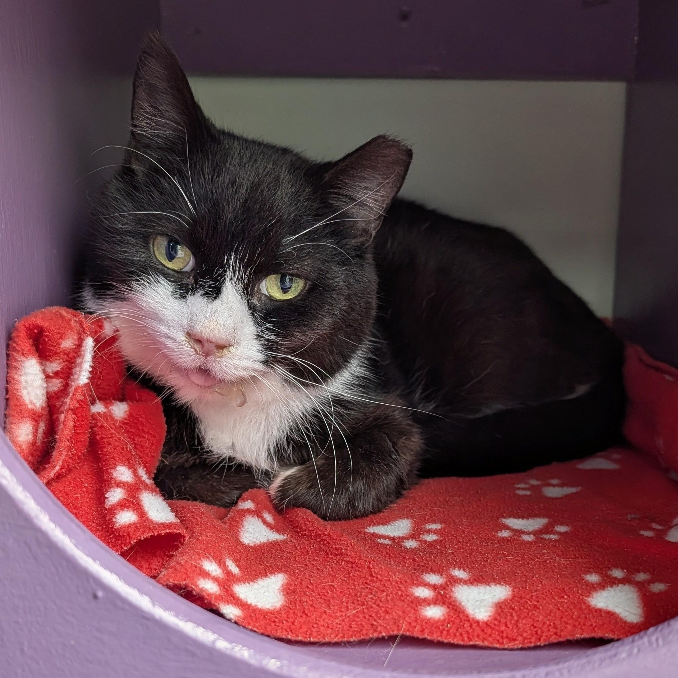 Enlarge Roosevelt, a Adoptable Domestic Short Hair in Grand Rapids, MI image 1/6