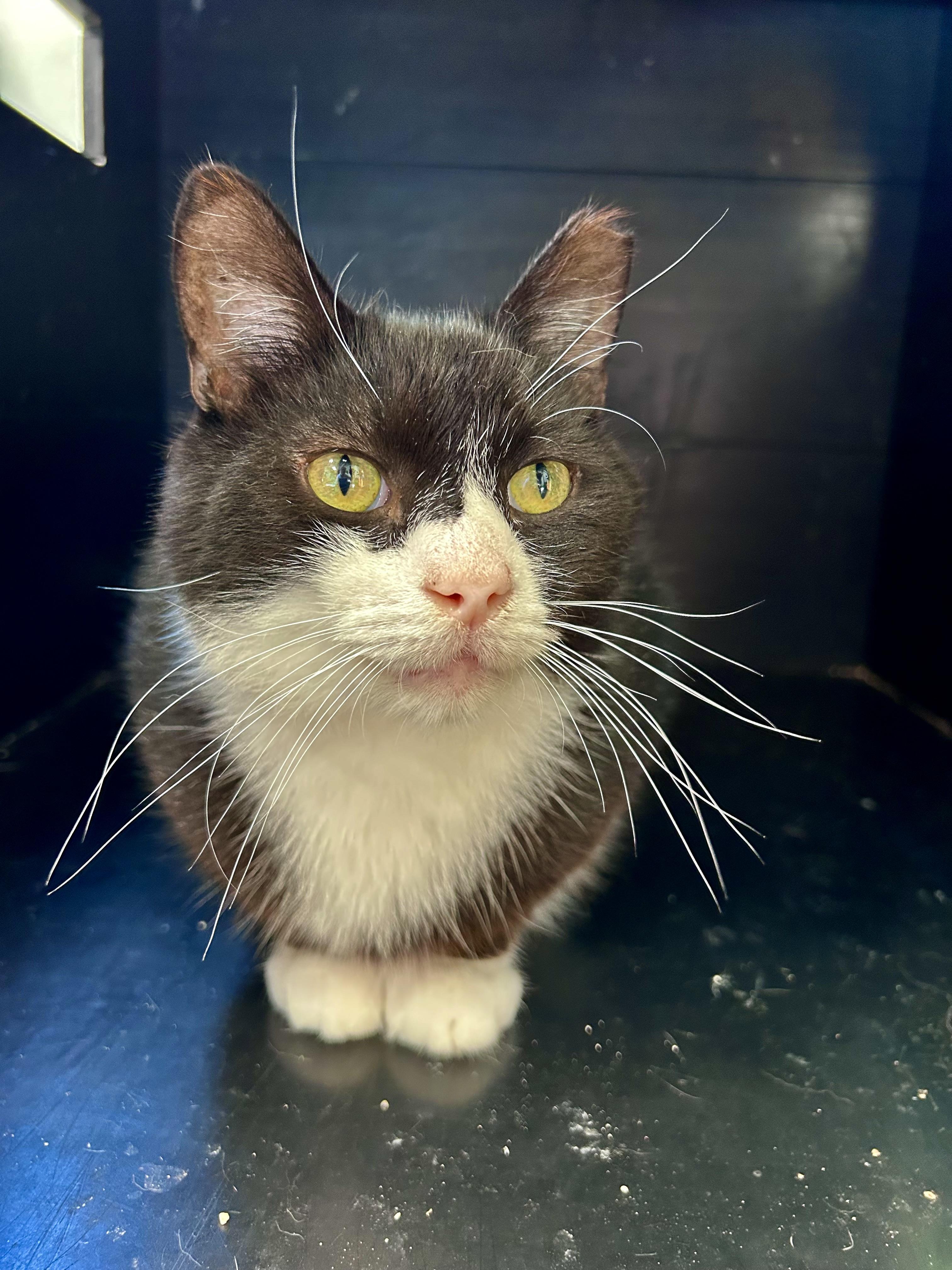 Roosevelt, an adoptable Domestic Short Hair in Grand Rapids, MI image 1/6