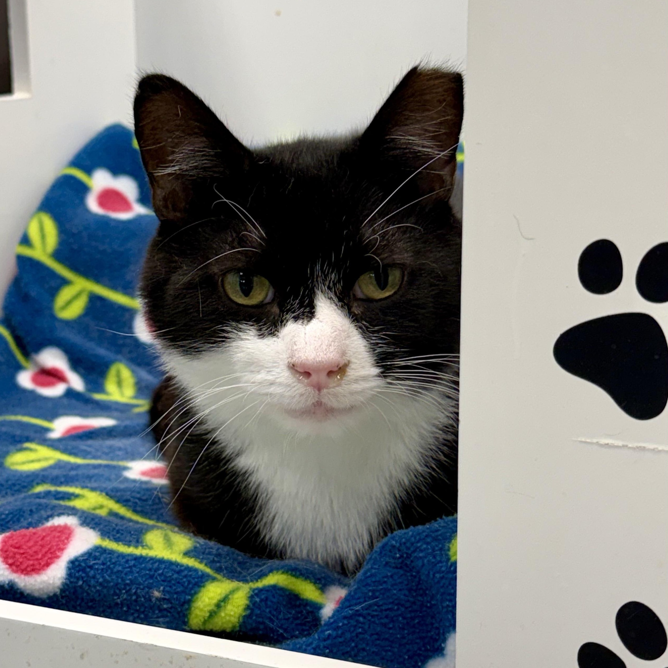 Roosevelt, an adoptable Domestic Short Hair in Grand Rapids, MI image 6/6