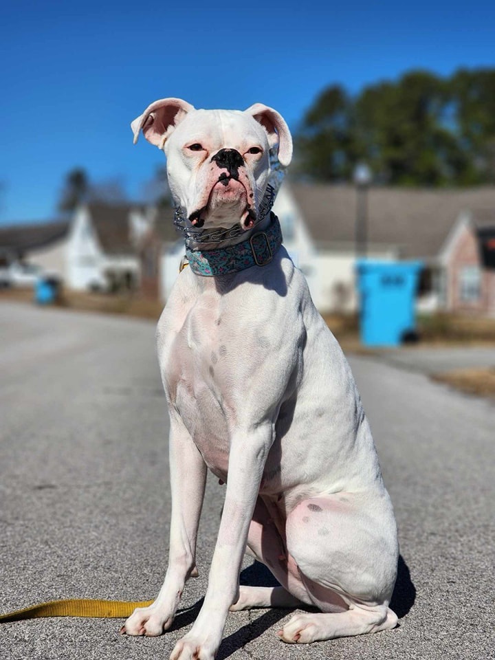 Maggie, Adoptable, Adult Female Boxer.