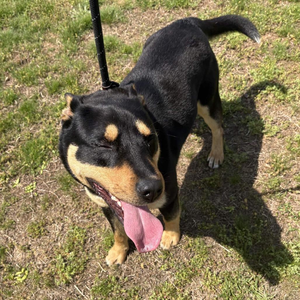 Enlarge Ozzie, a Adoptable mixed breed in Greenville, SC image 1/5