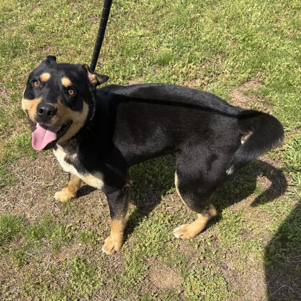 Enlarge Ozzie, a Adoptable mixed breed in Greenville, SC image 2/5