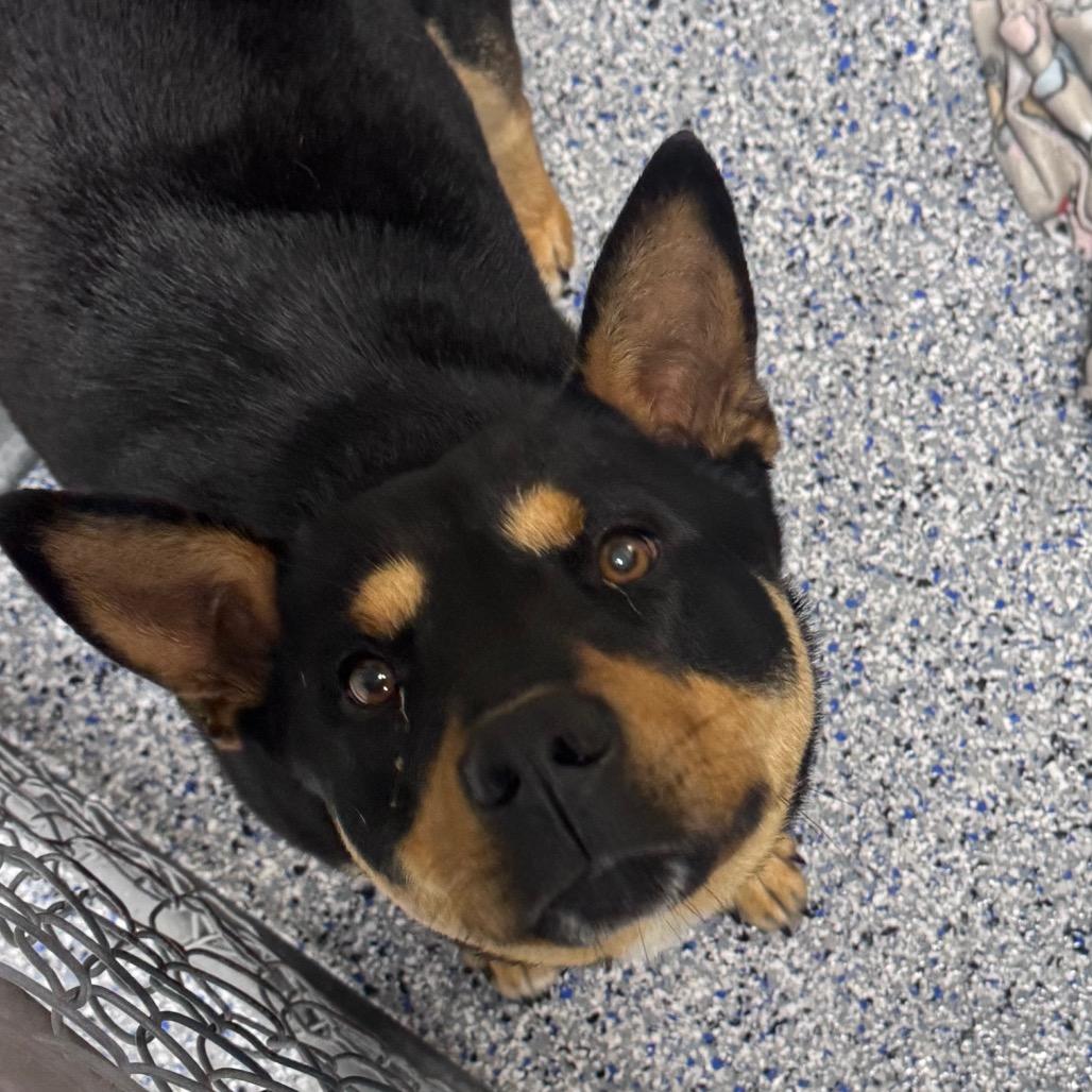 Enlarge Ozzie, a Adoptable mixed breed in Greenville, SC image 3/5