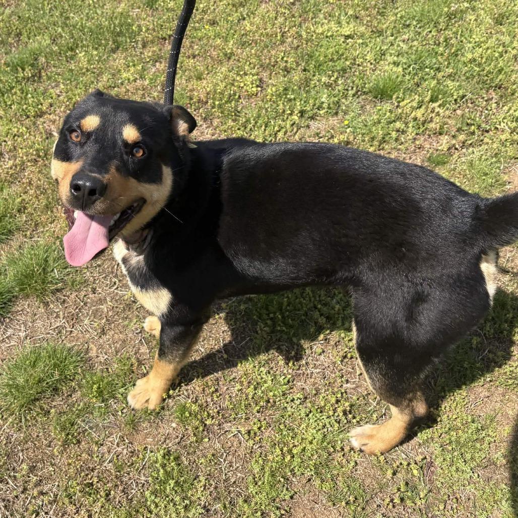 Enlarge Ozzie, a Adoptable mixed breed in Greenville, SC image 4/5