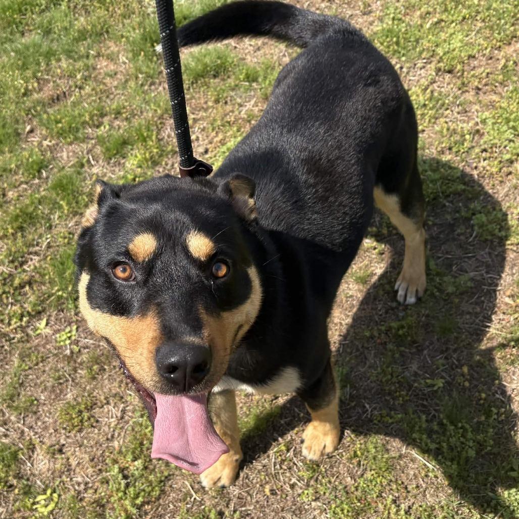 Enlarge Ozzie, a Adoptable mixed breed in Greenville, SC image 5/5