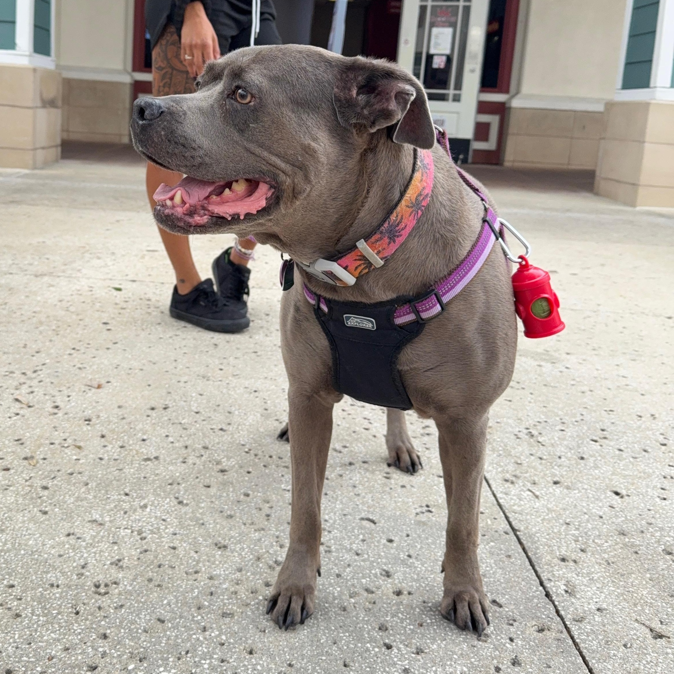 Nala, a Adoptable mixed breed in Lynn Haven, FL image 1/5