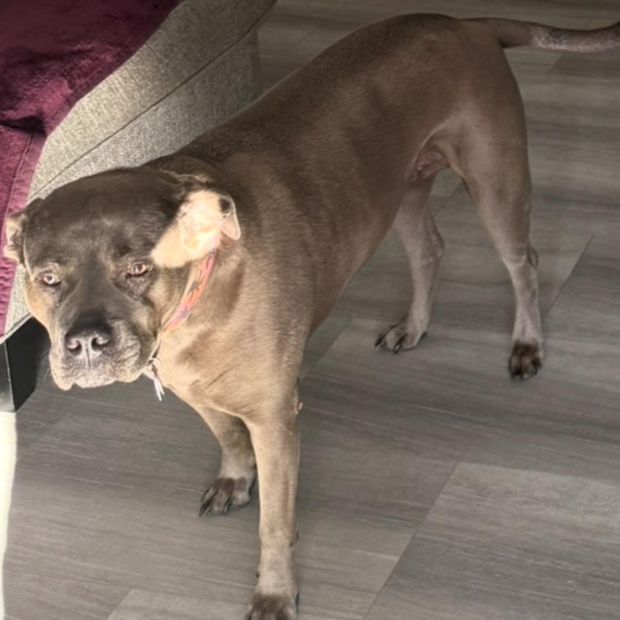 Nala, a Adoptable mixed breed in Lynn Haven, FL image 5/5