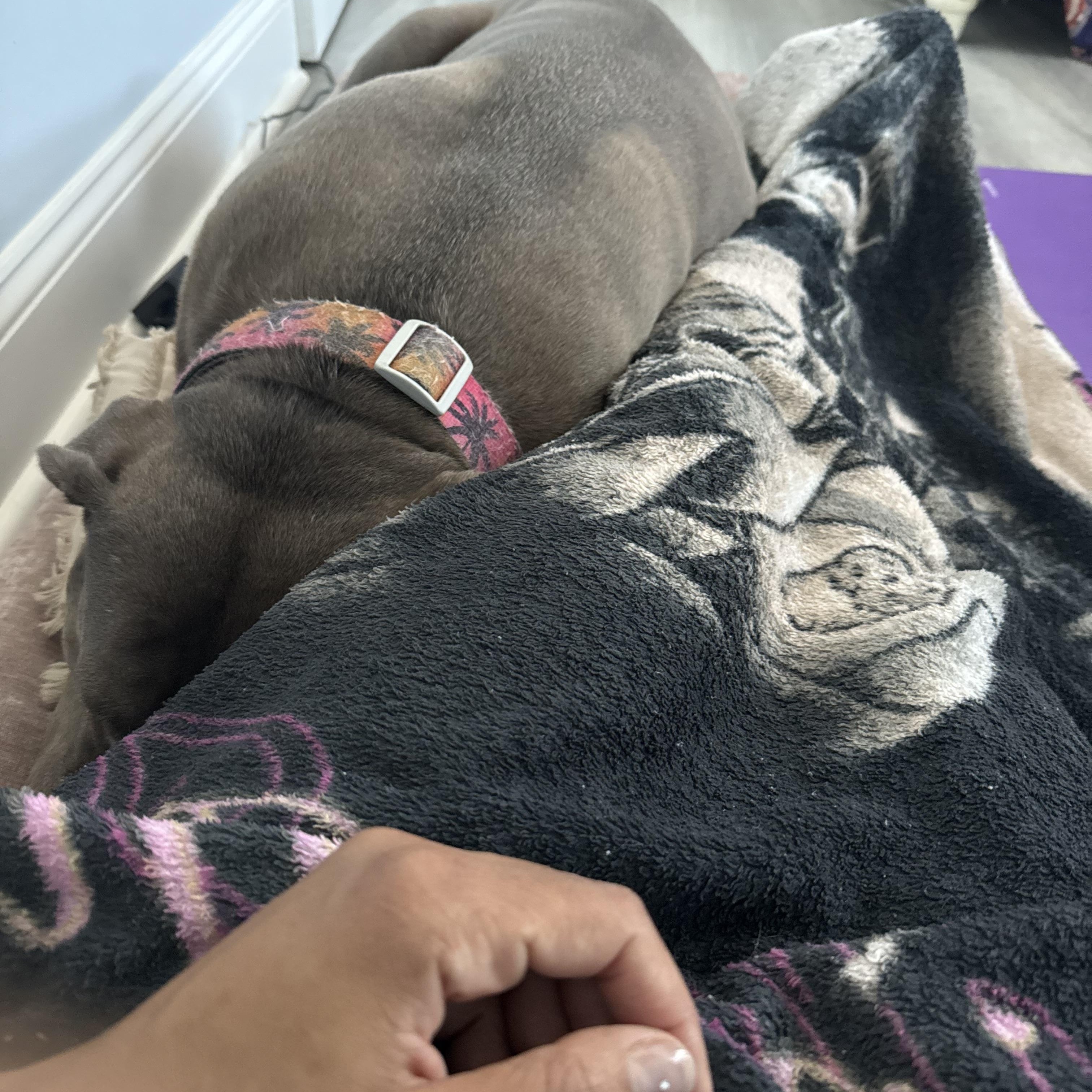 Nala, a Adoptable mixed breed in Lynn Haven, FL image 2/5