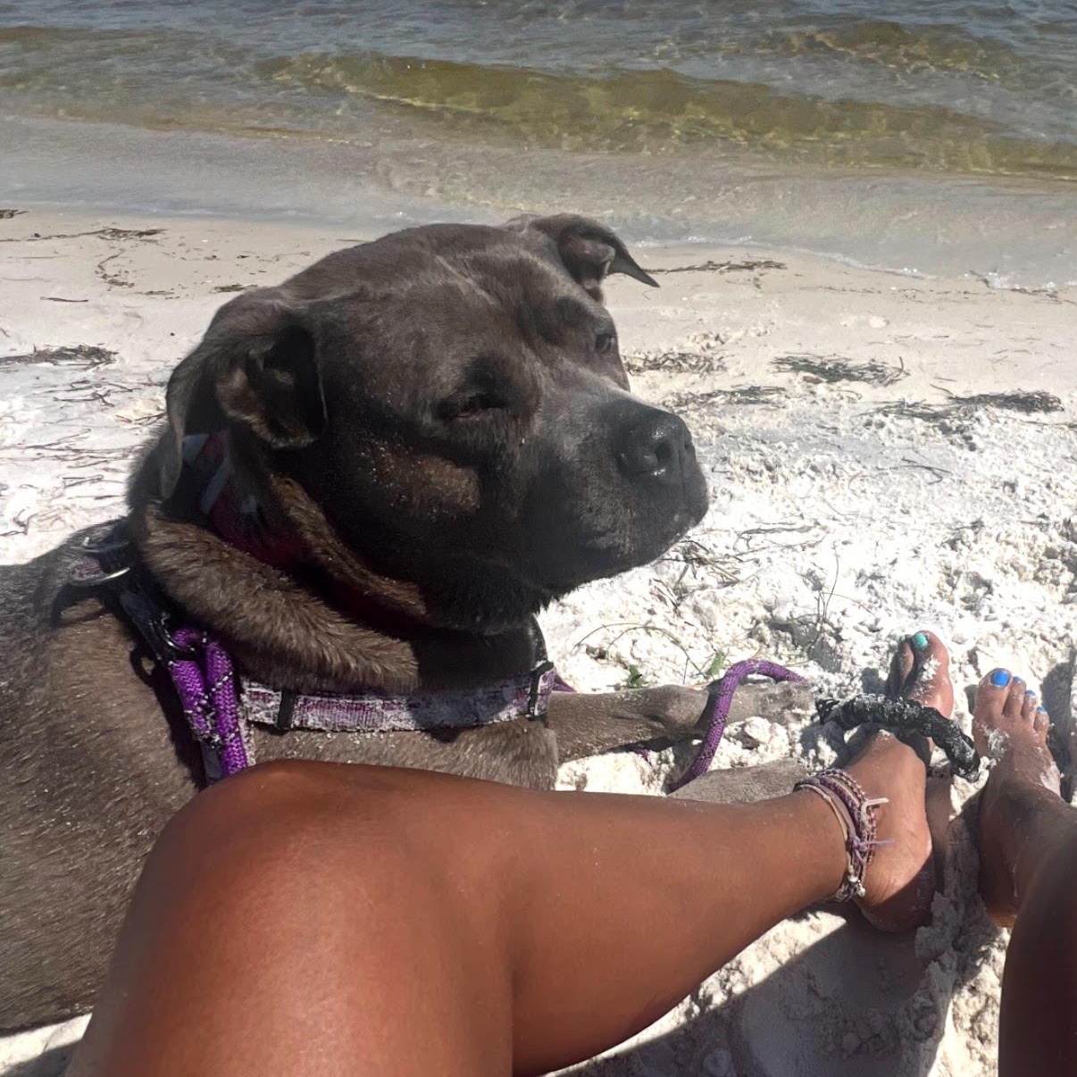 Nala, a Adoptable mixed breed in Lynn Haven, FL image 3/5