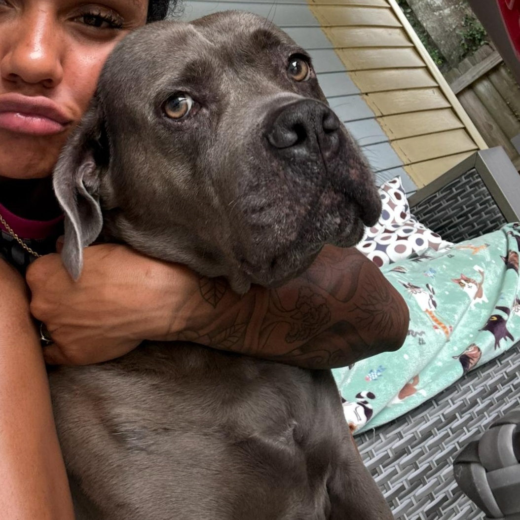 Nala, a Adoptable mixed breed in Lynn Haven, FL image 4/5