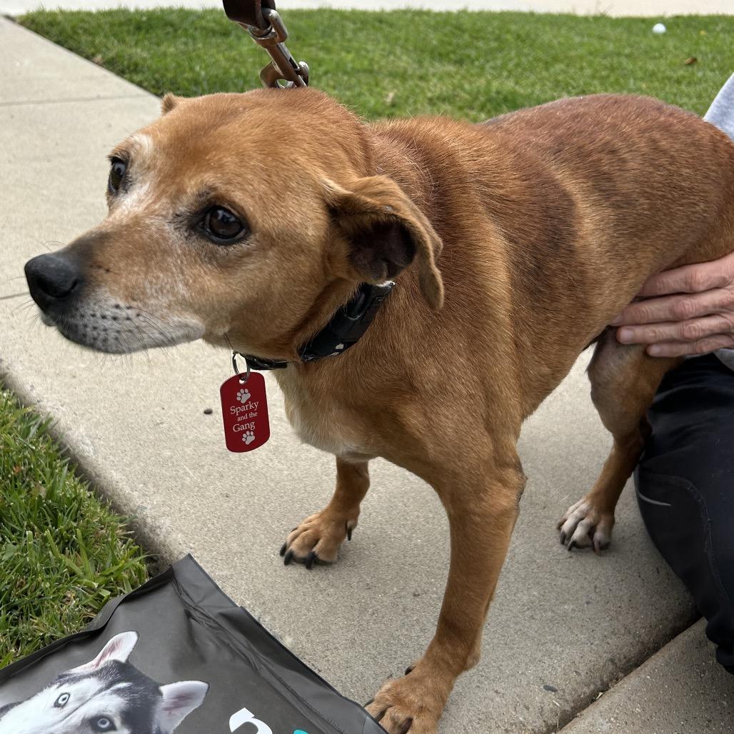 Enlarge Koko, a Adoptable mixed breed in Long Beach, CA image 1/5