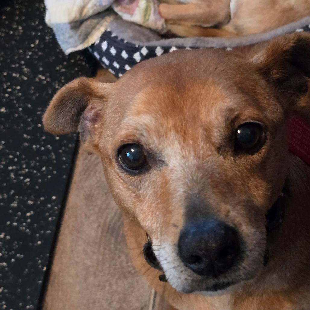 Enlarge Koko, a Adoptable mixed breed in Long Beach, CA image 2/5