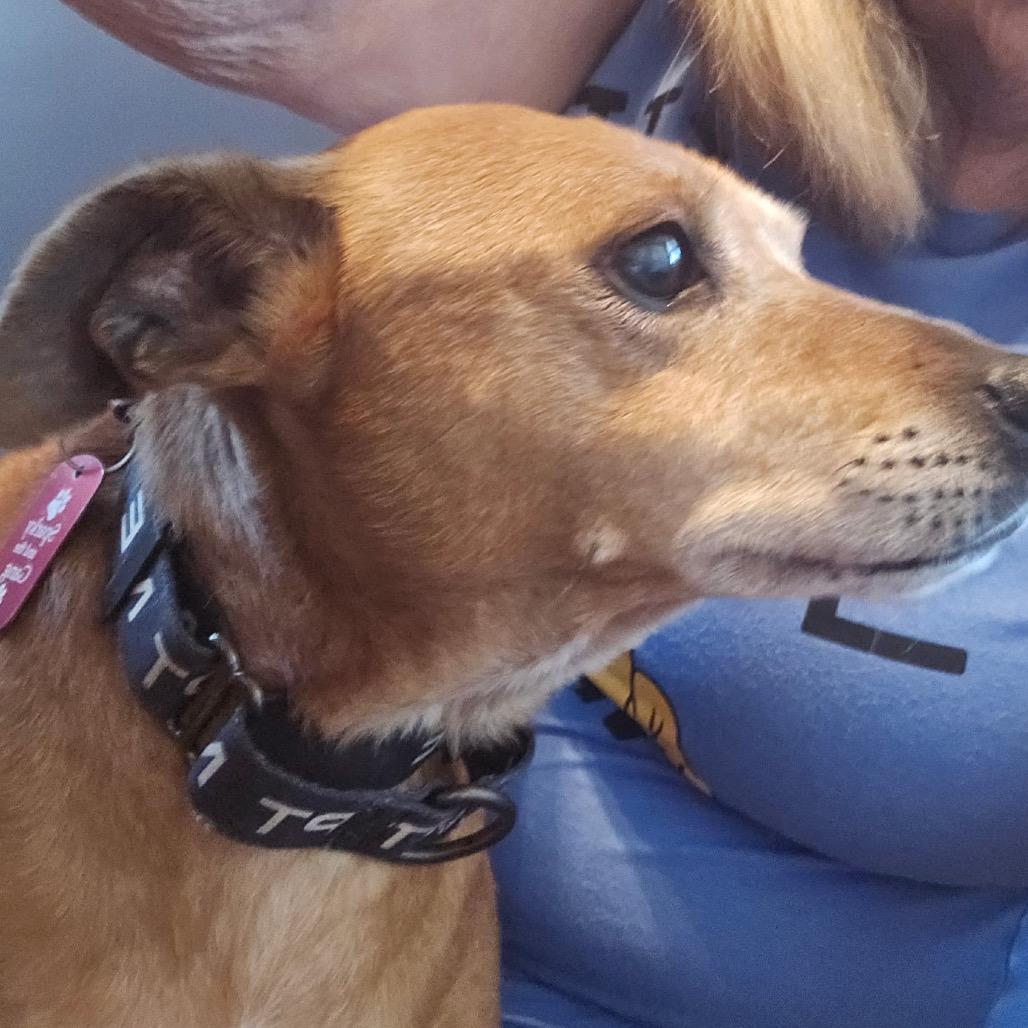 Enlarge Koko, a Adoptable mixed breed in Long Beach, CA image 4/5