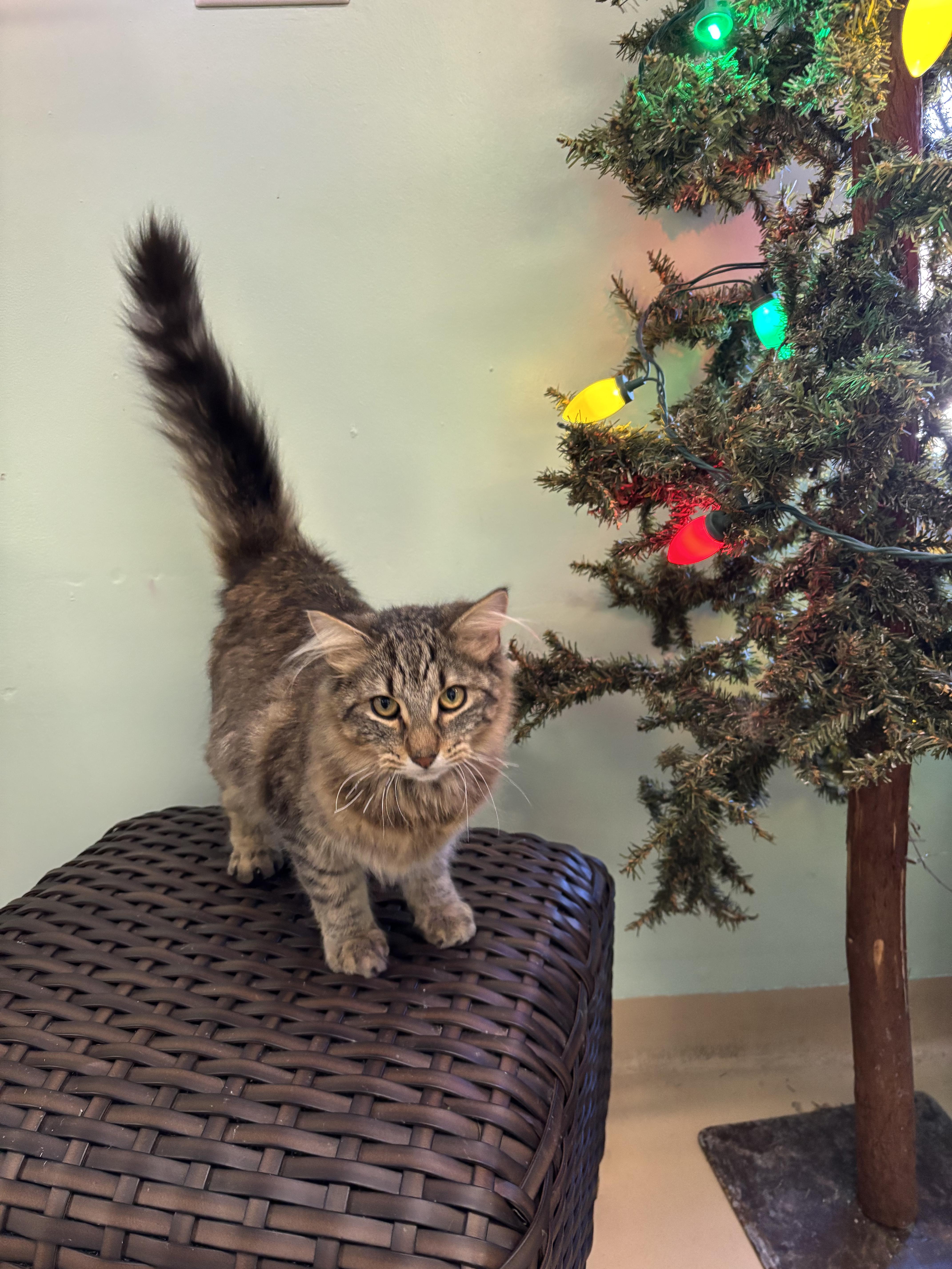 Sloth, ADOPTABLE, Young Male Domestic Long Hair.